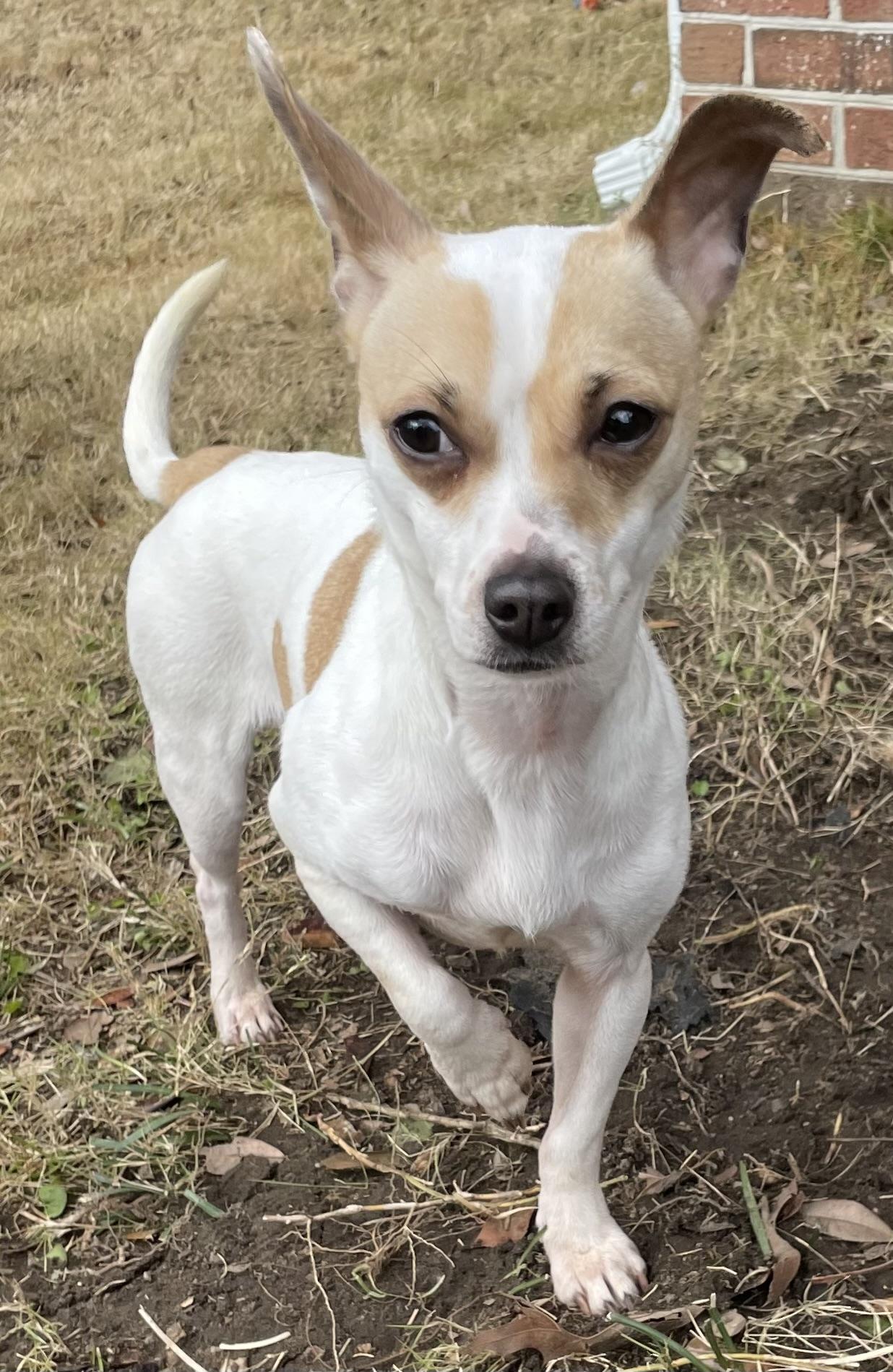 Enlarge Cinnamon , a Adoptable mixed breed in Mt Pleasant, SC image 2/5