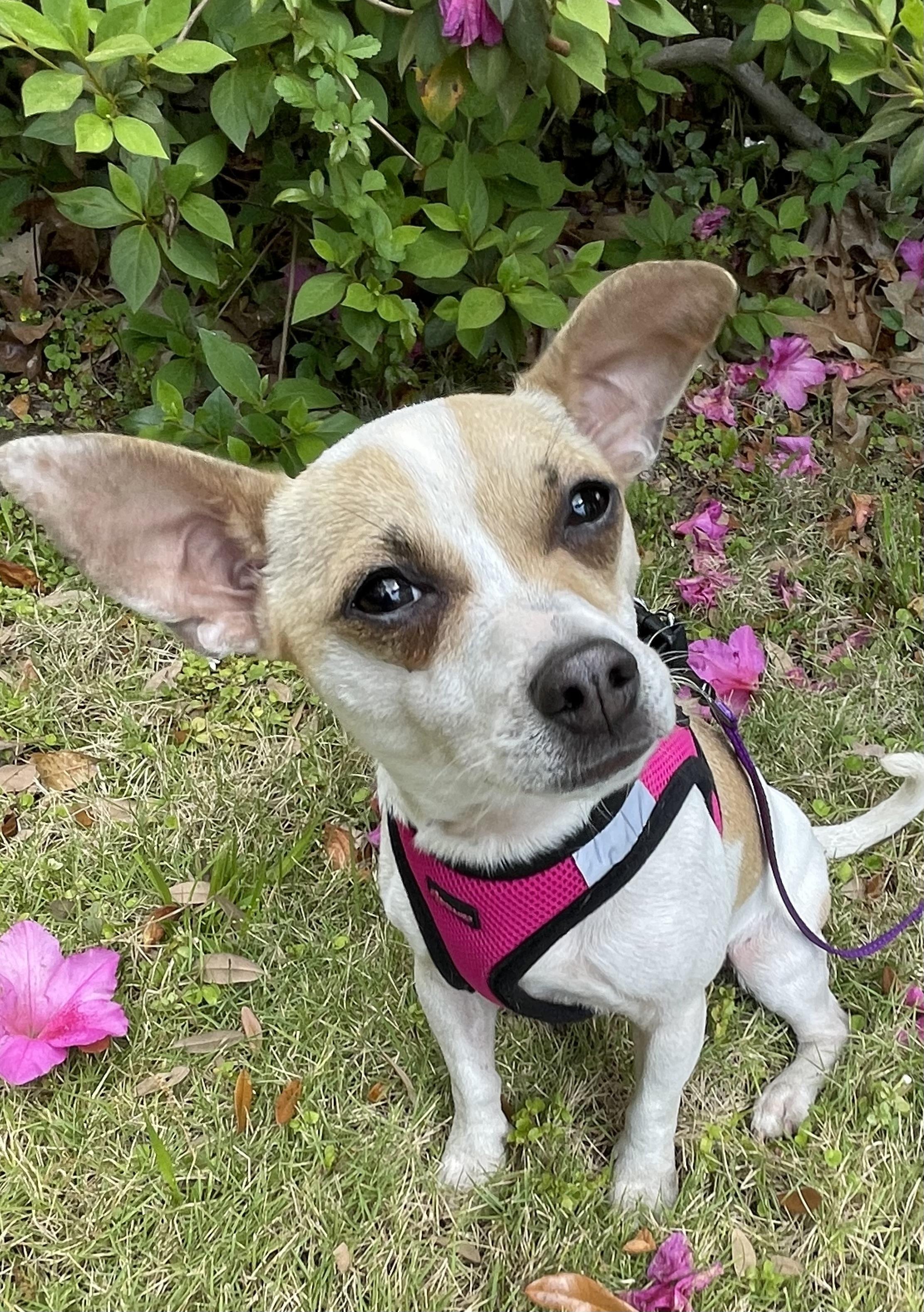 Enlarge Cinnamon , a Adoptable mixed breed in Mt Pleasant, SC image 5/5