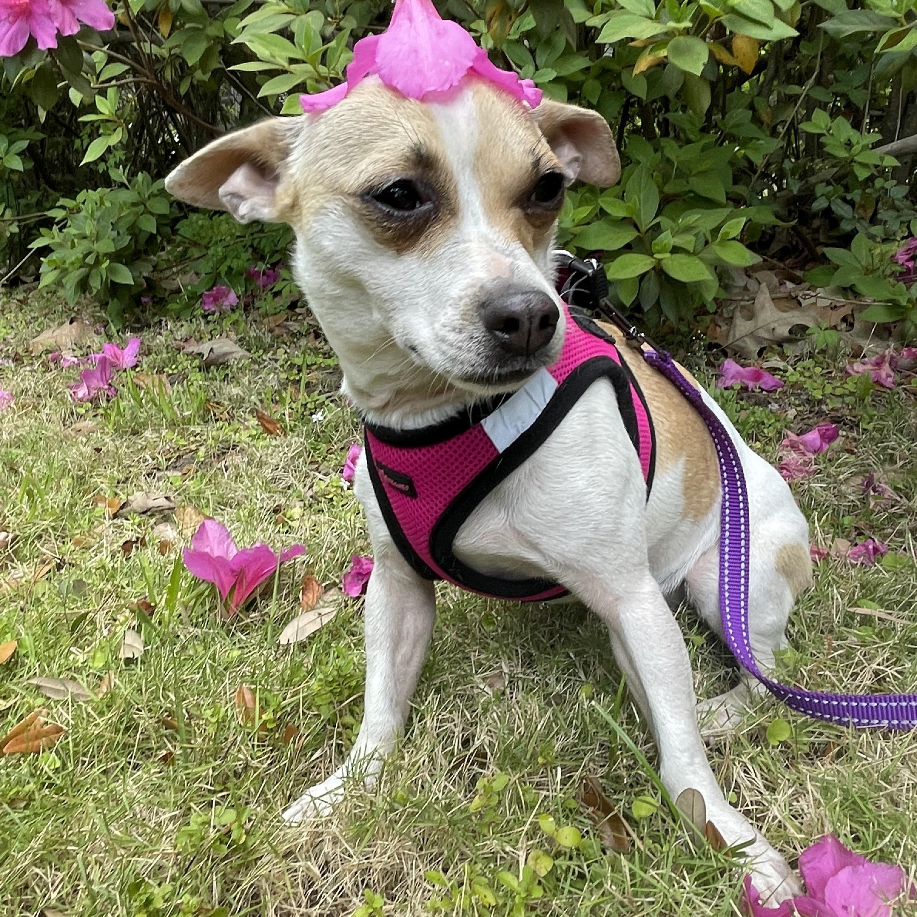 Enlarge Cinnamon , a Adoptable mixed breed in Mt Pleasant, SC image 4/5