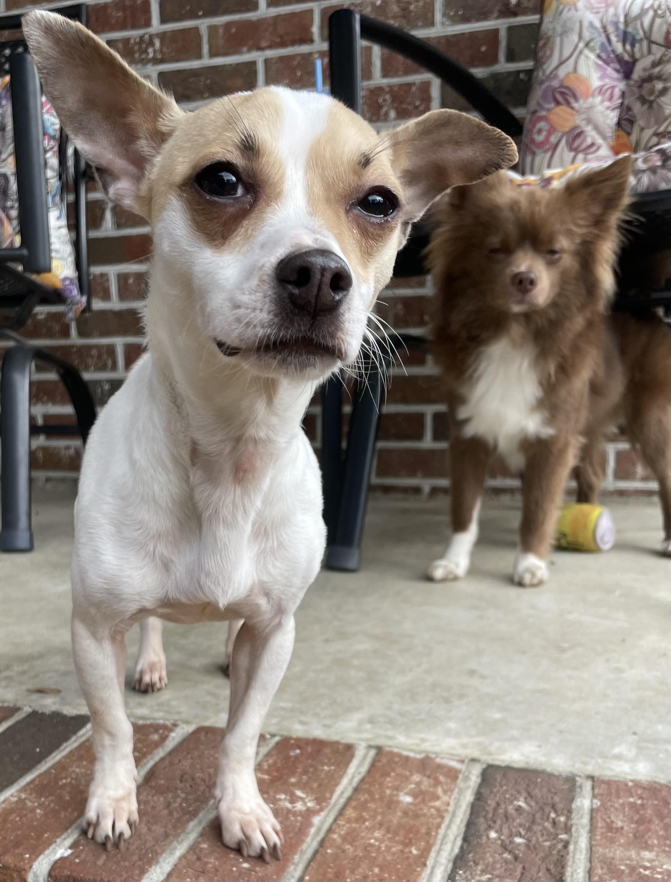 Enlarge Cinnamon , a Adoptable mixed breed in Mt Pleasant, SC image 5/5
