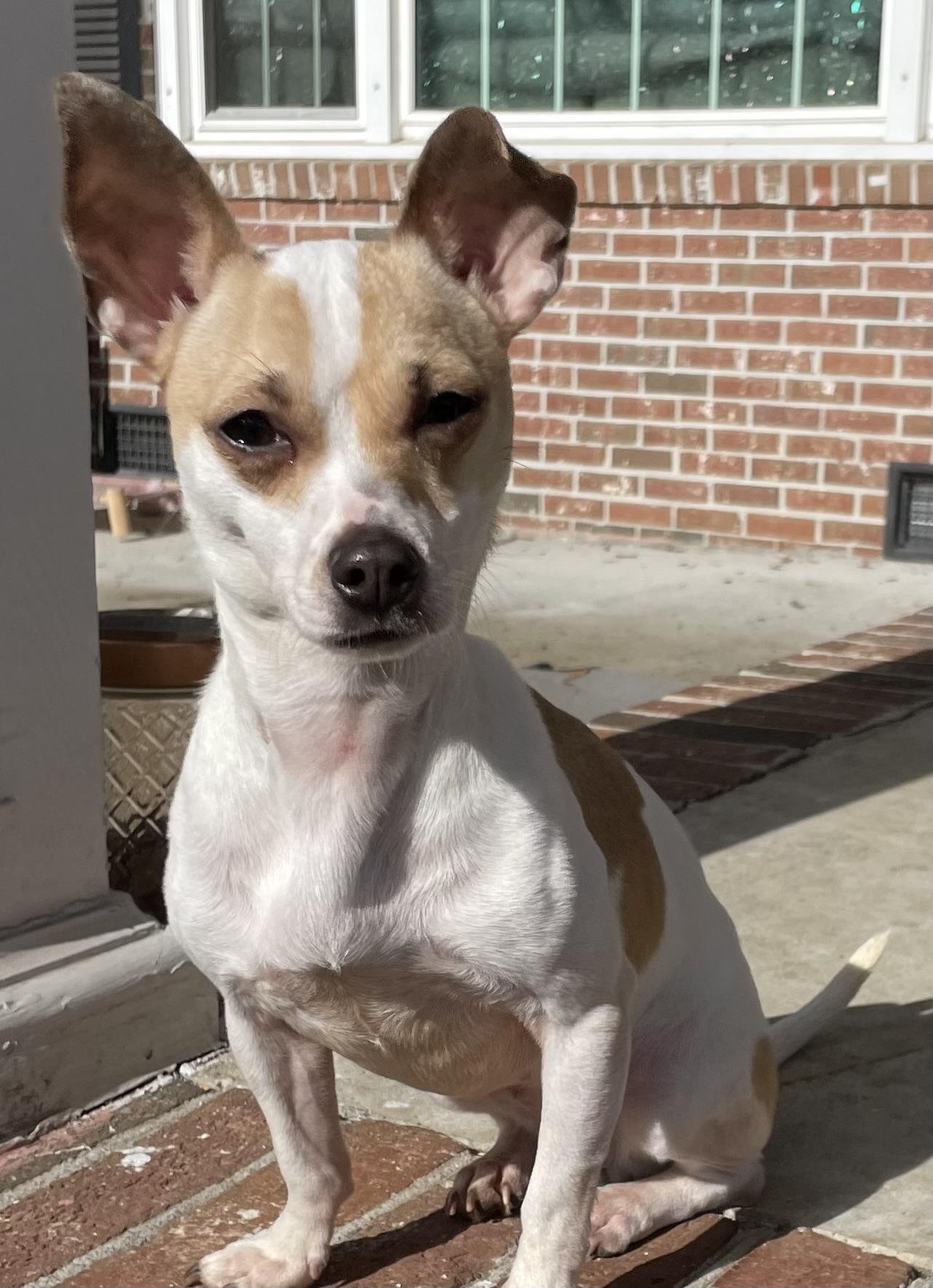 Enlarge Cinnamon , a Adoptable mixed breed in Mt Pleasant, SC image 1/5