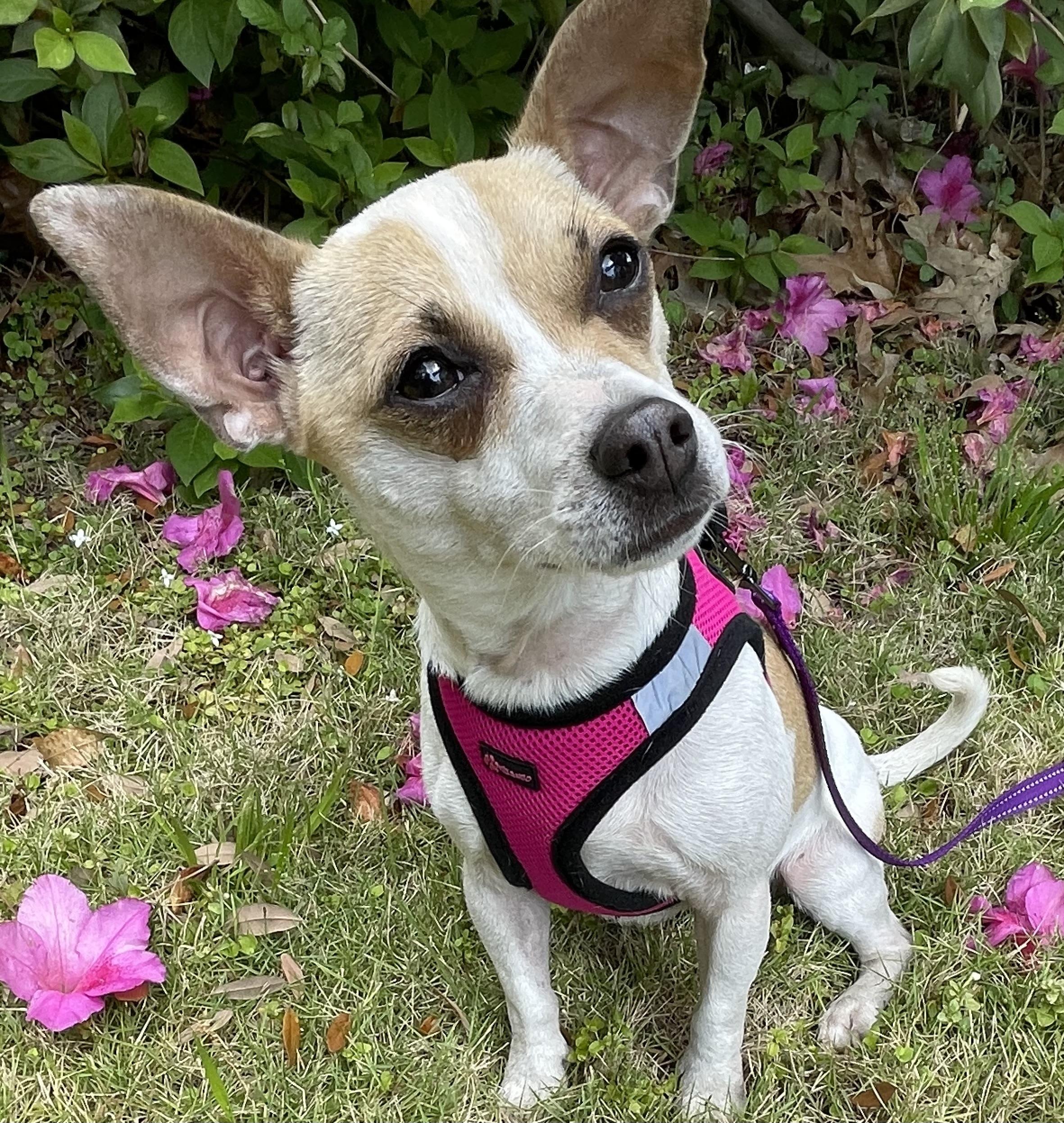 Enlarge Cinnamon , a Adoptable mixed breed in Mt Pleasant, SC image 1/5