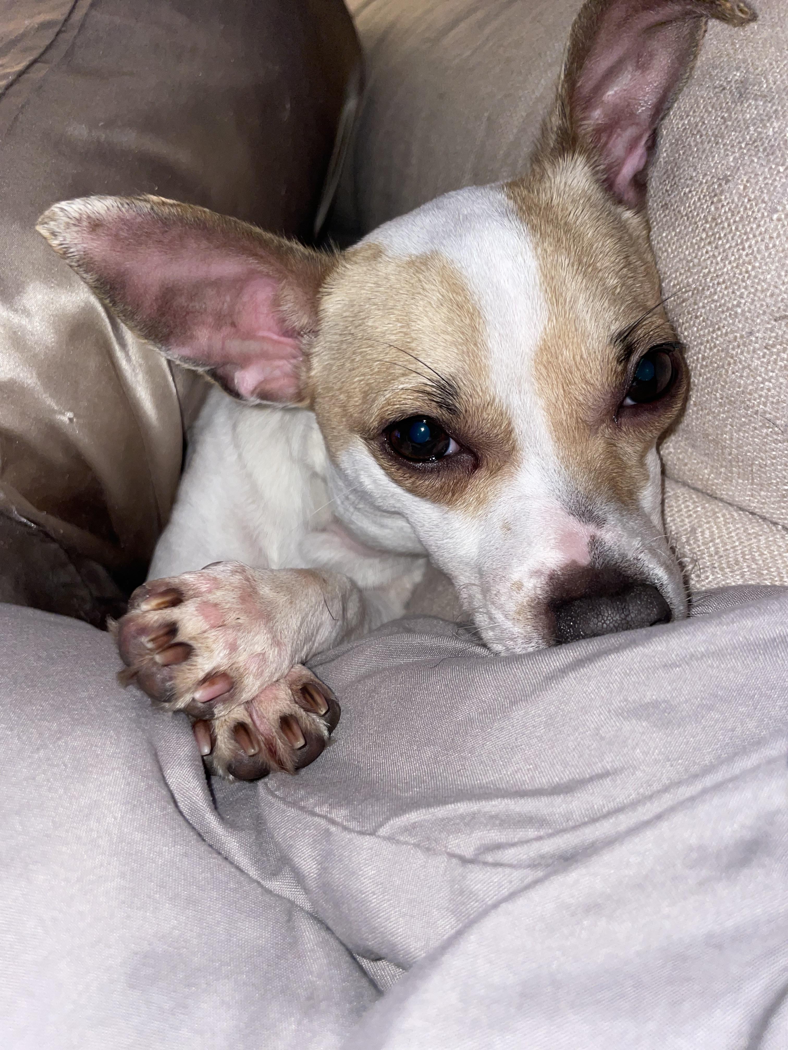 Enlarge Cinnamon , a Adoptable mixed breed in Mt Pleasant, SC image 3/5