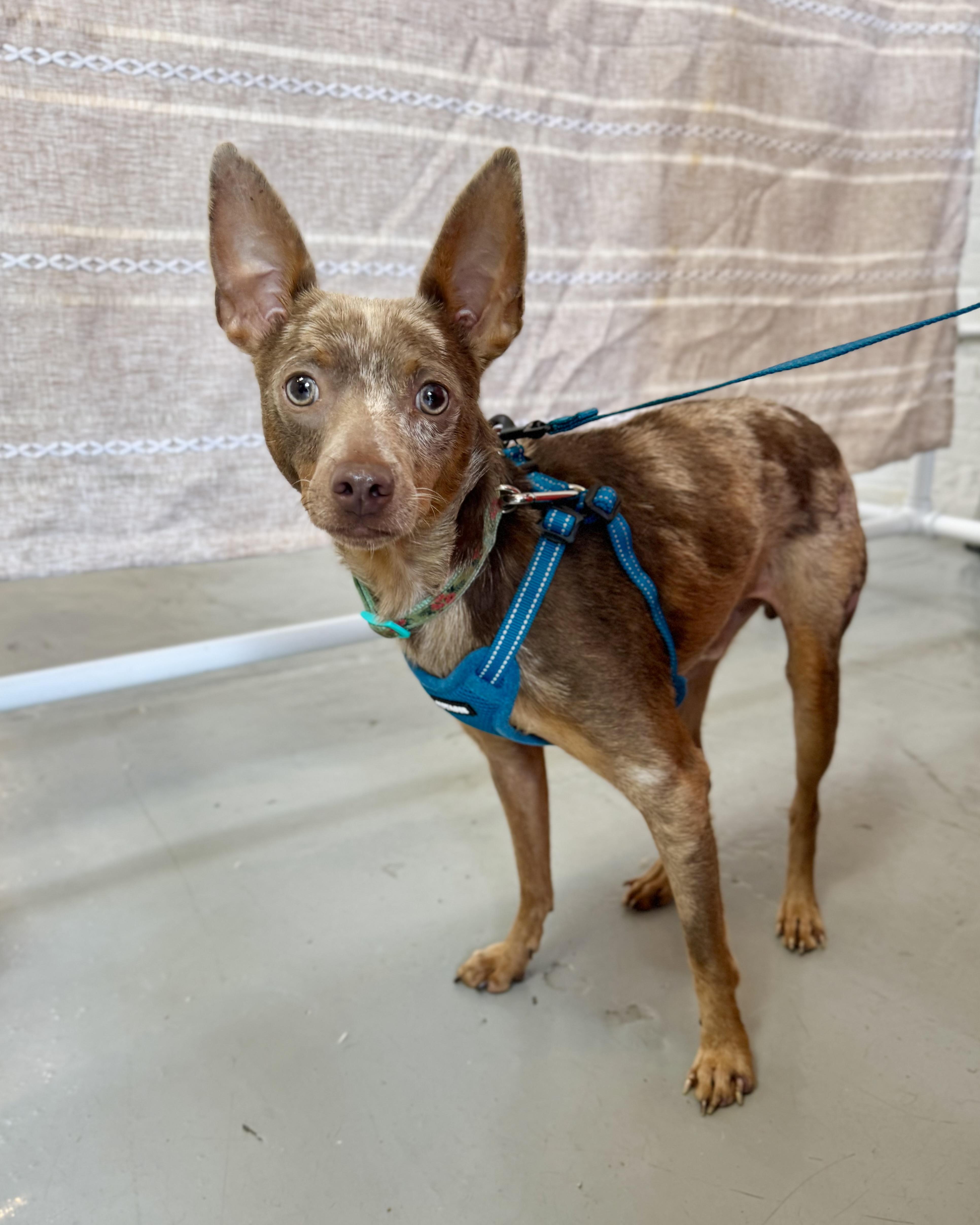 Happy Together, an adopted mixed breed in New York, NY image 1/5