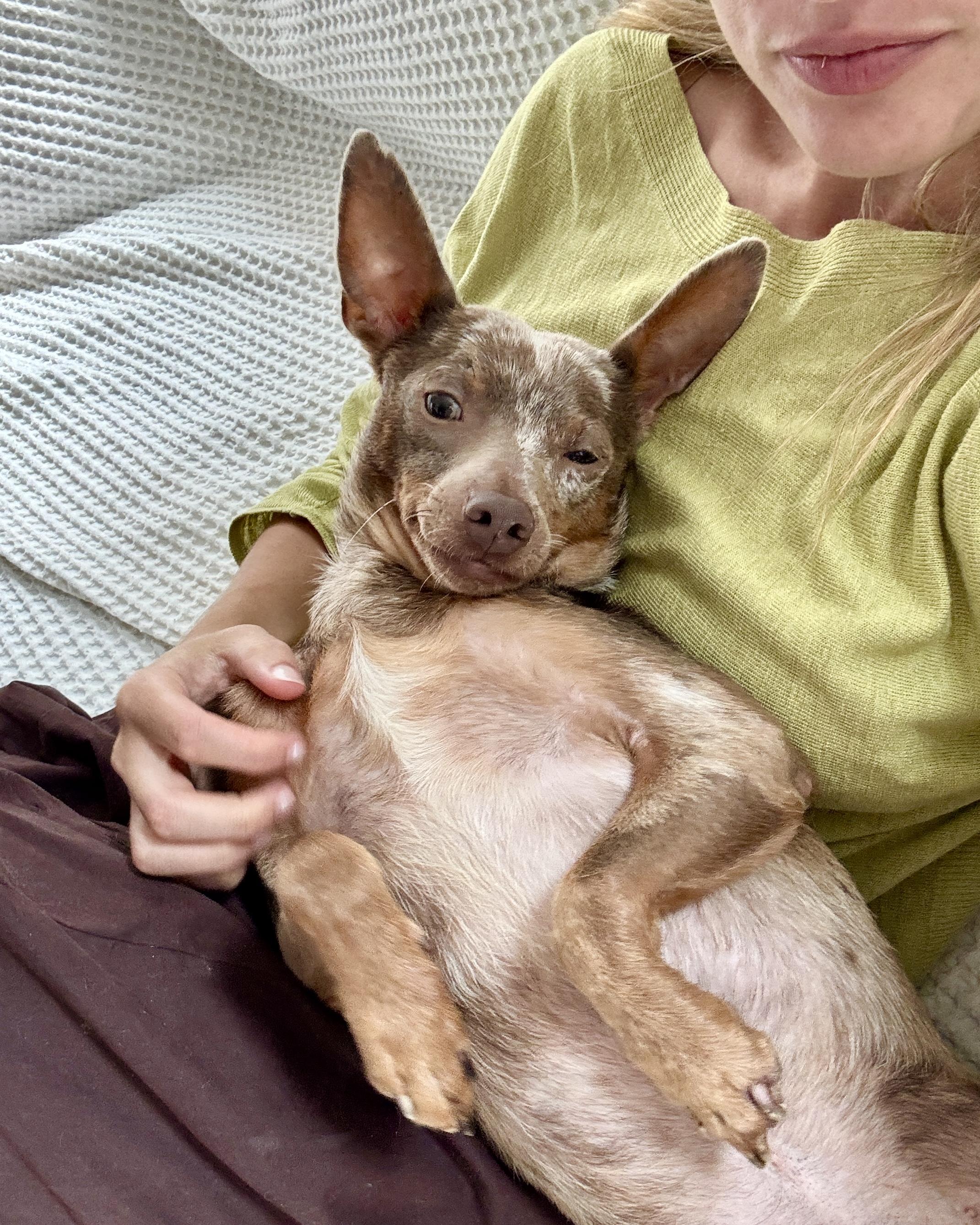 Happy Together, an adopted mixed breed in New York, NY image 4/5