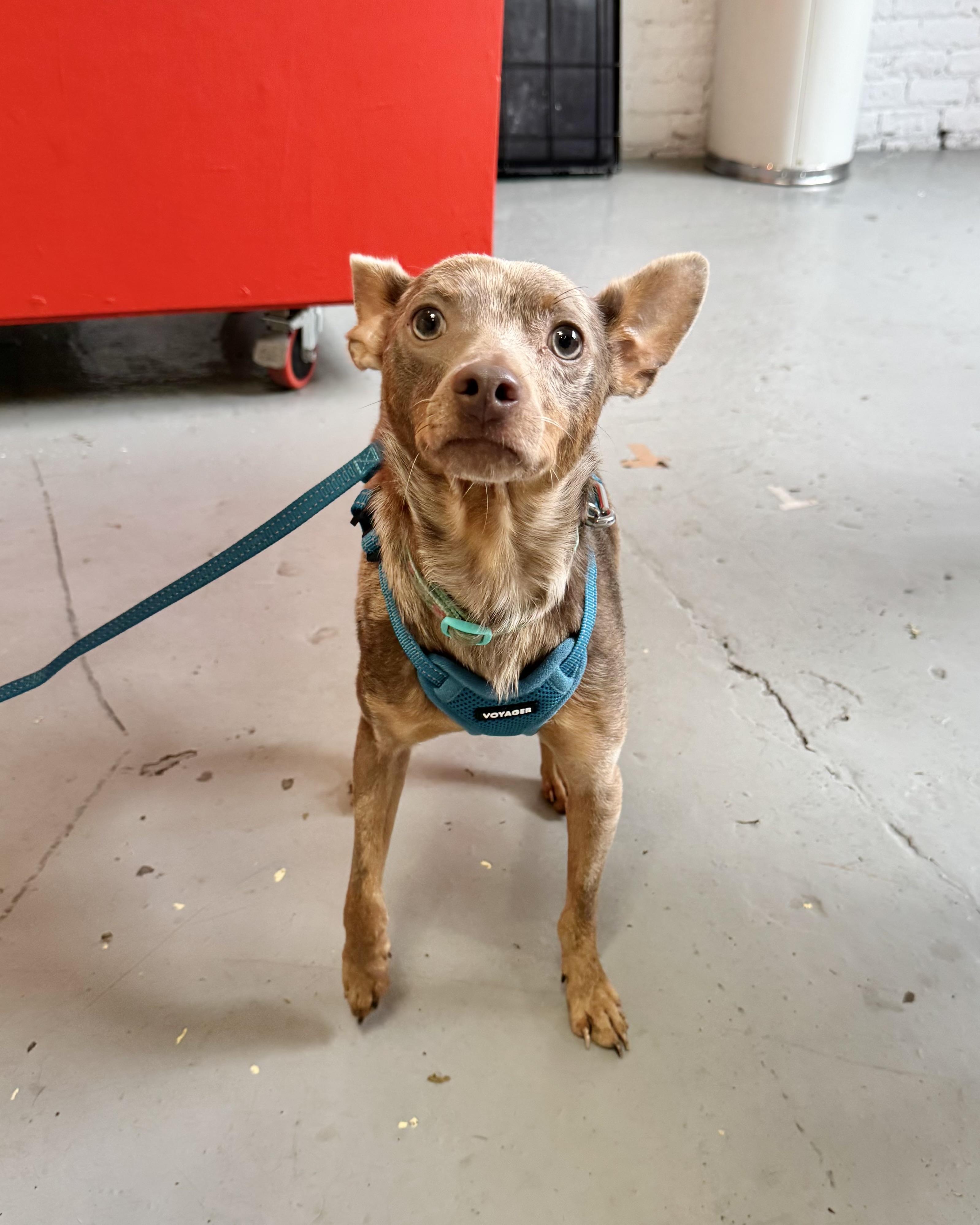 Happy Together, an adopted mixed breed in New York, NY image 2/5