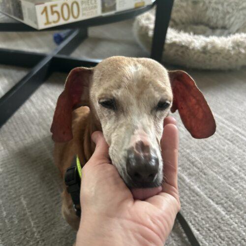 Enlarge Harrison, a Adoptable Dachshund in Cookeville, TN image 1/3