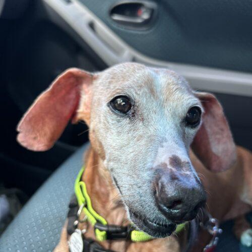 Enlarge Harrison, a Adoptable Dachshund in Cookeville, TN image 2/3