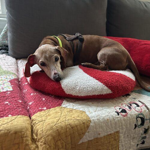 Enlarge Harrison, a Adoptable Dachshund in Cookeville, TN image 3/3