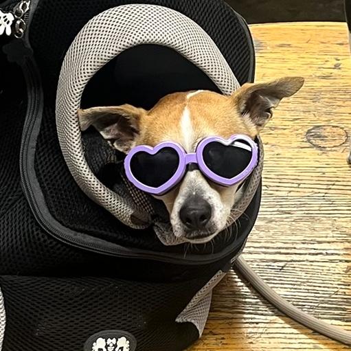 Cheese, an adopted Chiweenie in Brooklyn, NY image 2/6