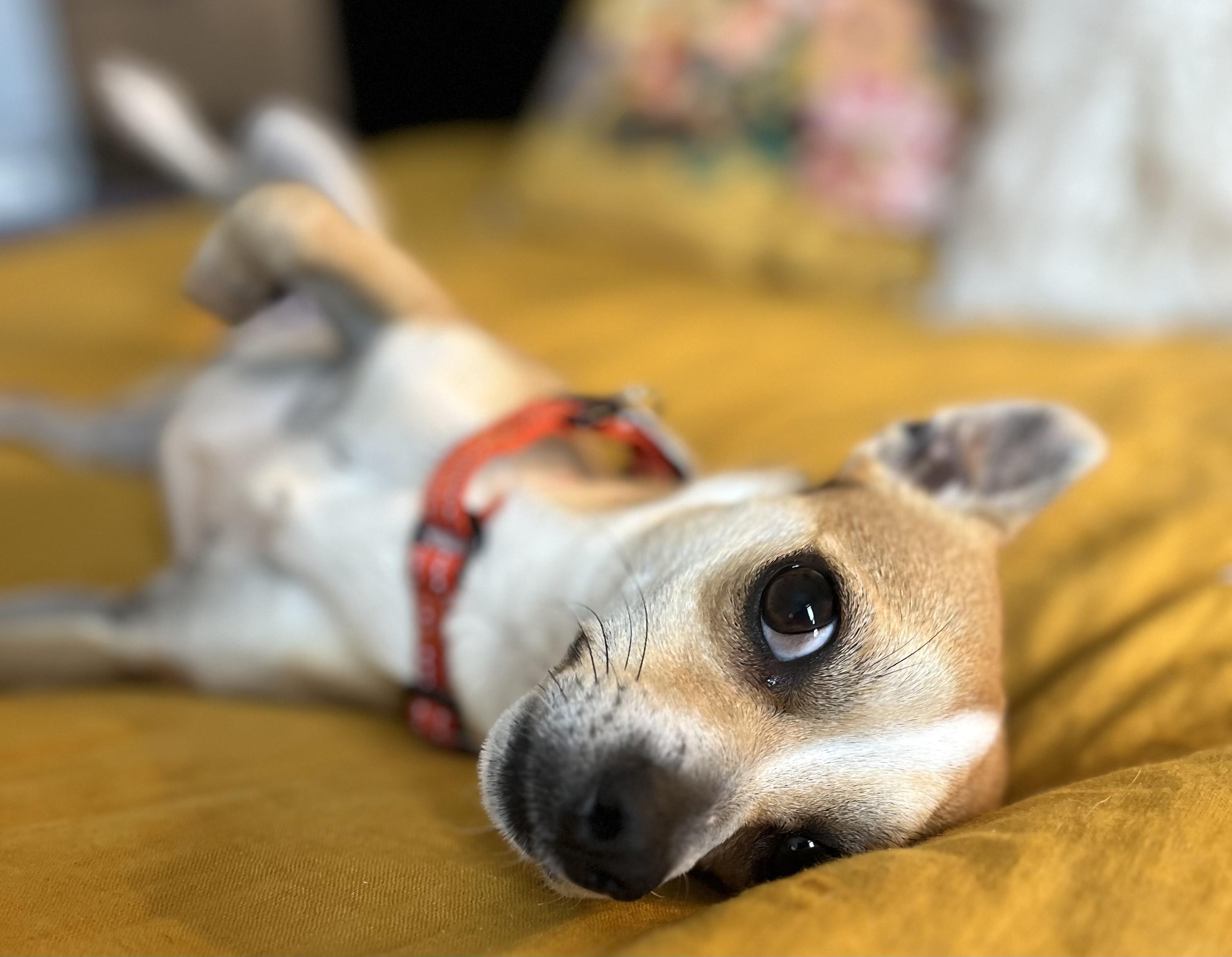 Cheese, an adopted Chiweenie in Brooklyn, NY image 3/6