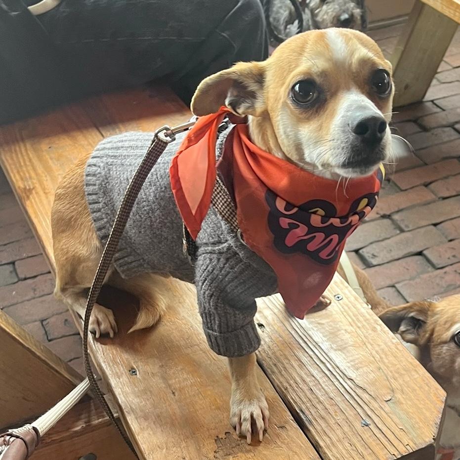 Cheese, an adopted Chiweenie in Brooklyn, NY image 1/6