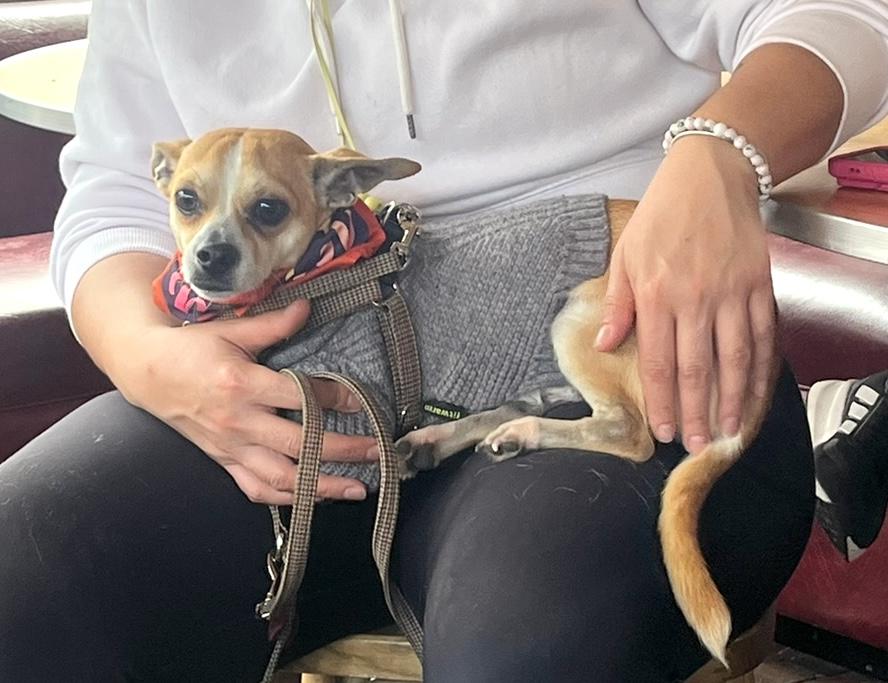 Cheese, an adopted Chiweenie in Brooklyn, NY image 6/6