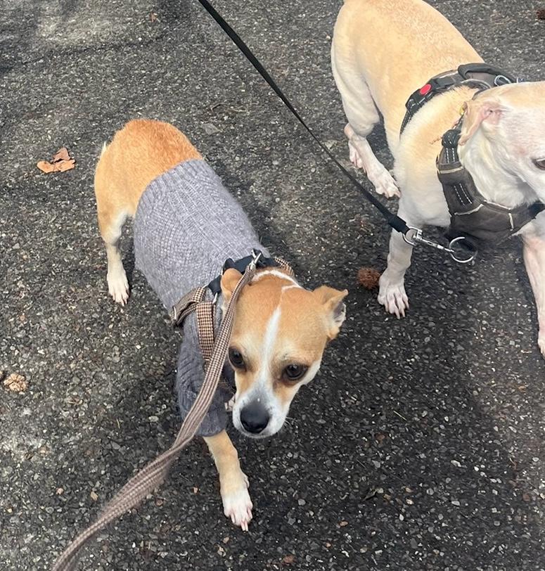 Cheese, an adopted Chiweenie in Brooklyn, NY image 5/6