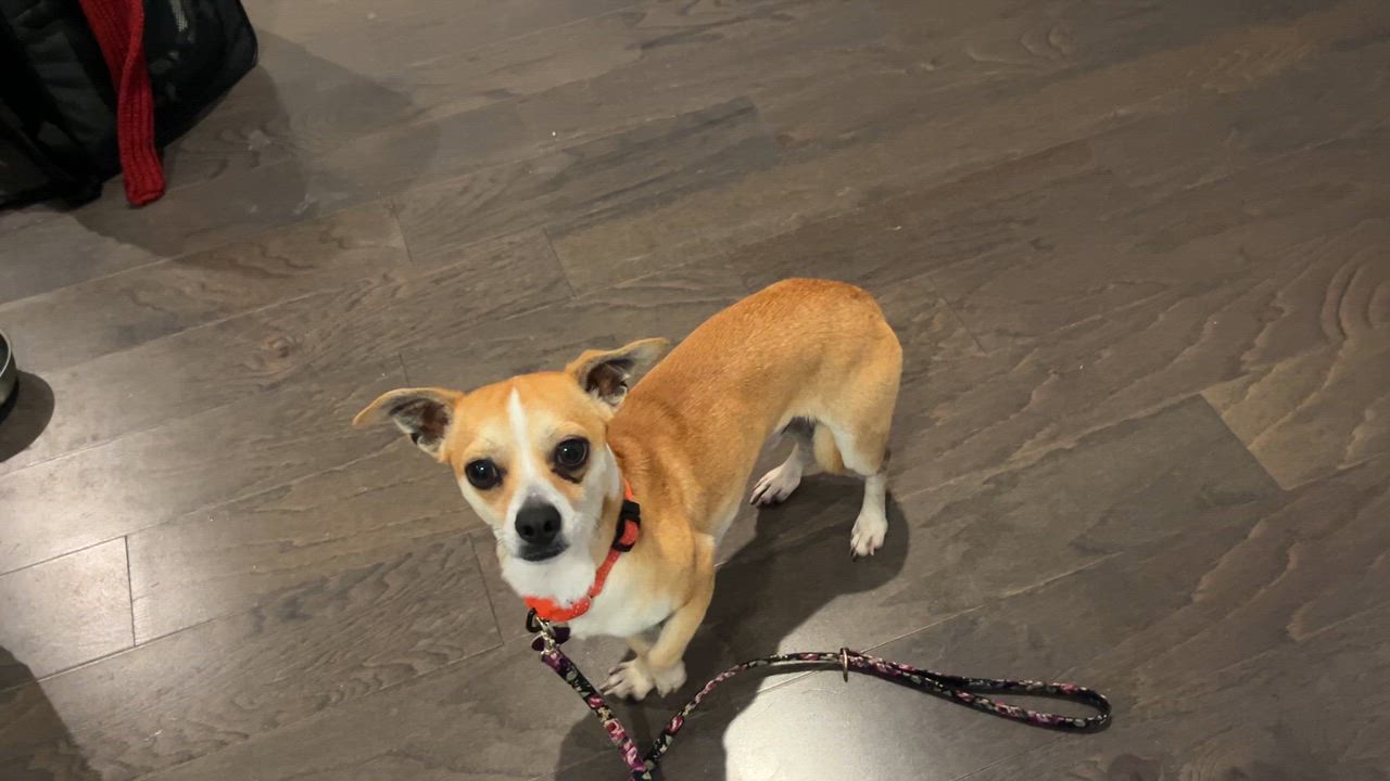 Enlarge Cheese, an adopted Chiweenie in Brooklyn, NY video 4/6