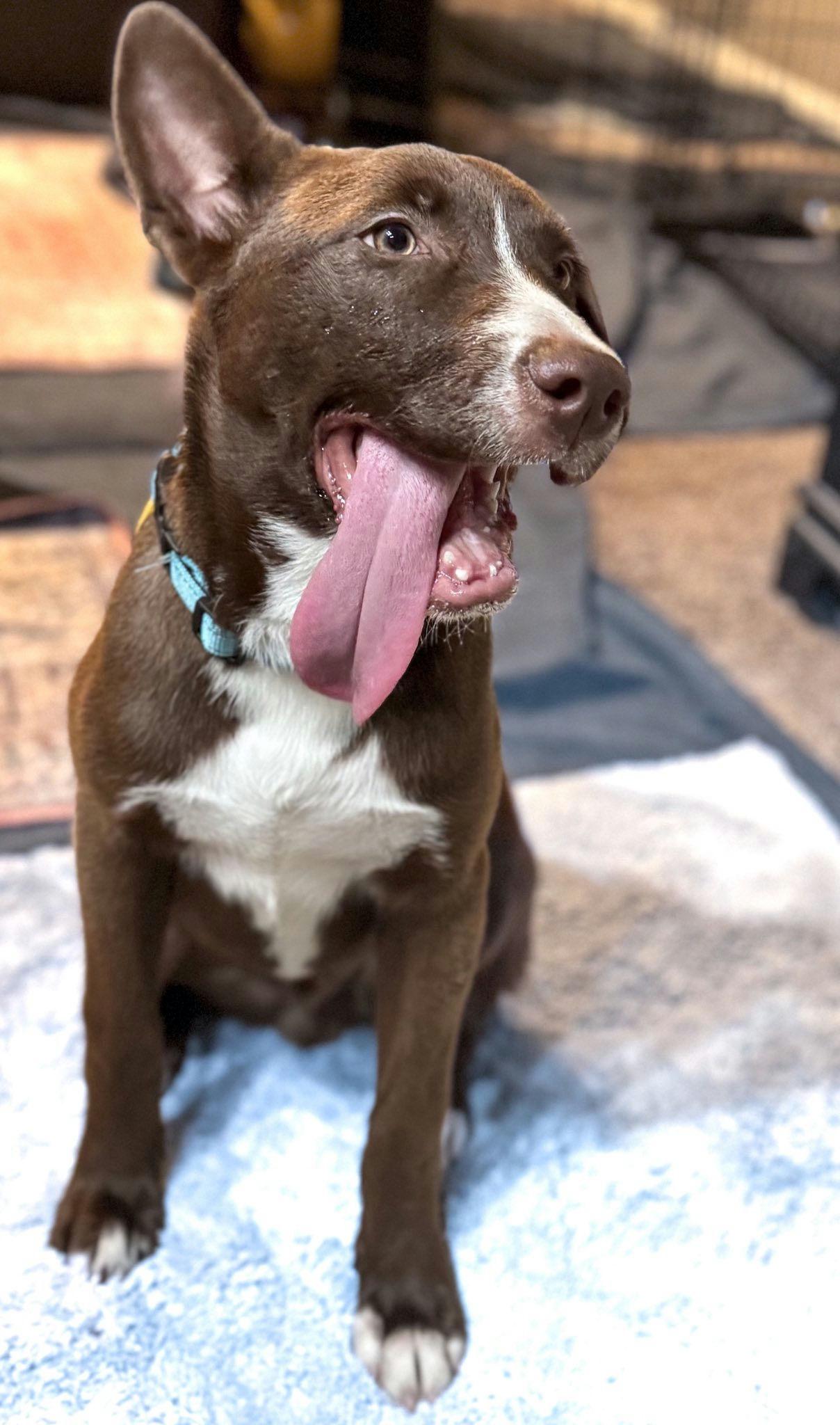 Enlarge Egg, a Adoptable mixed breed in Houston, TX image 2/6