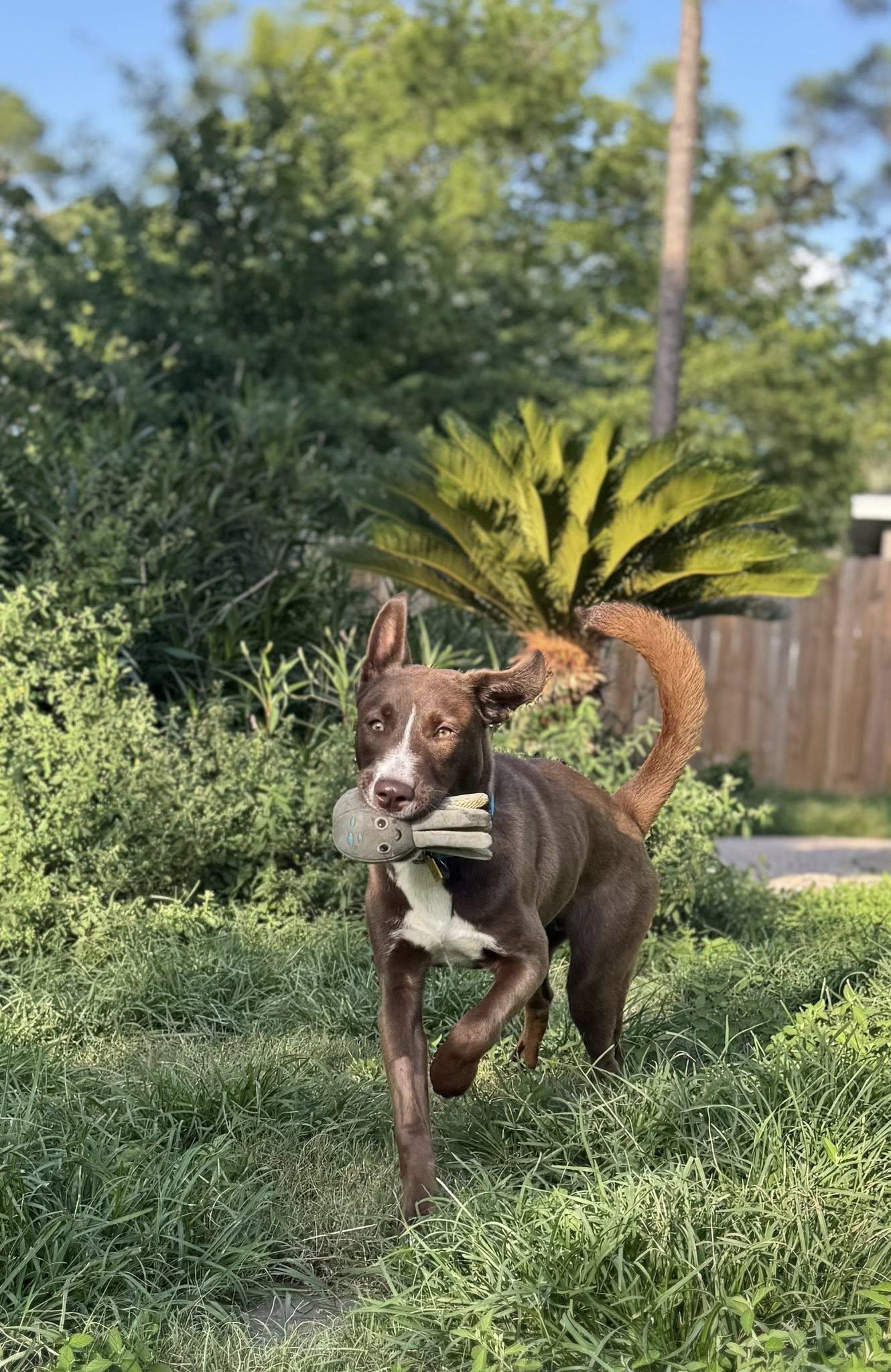 Enlarge Egg, a Adoptable mixed breed in Houston, TX image 3/6