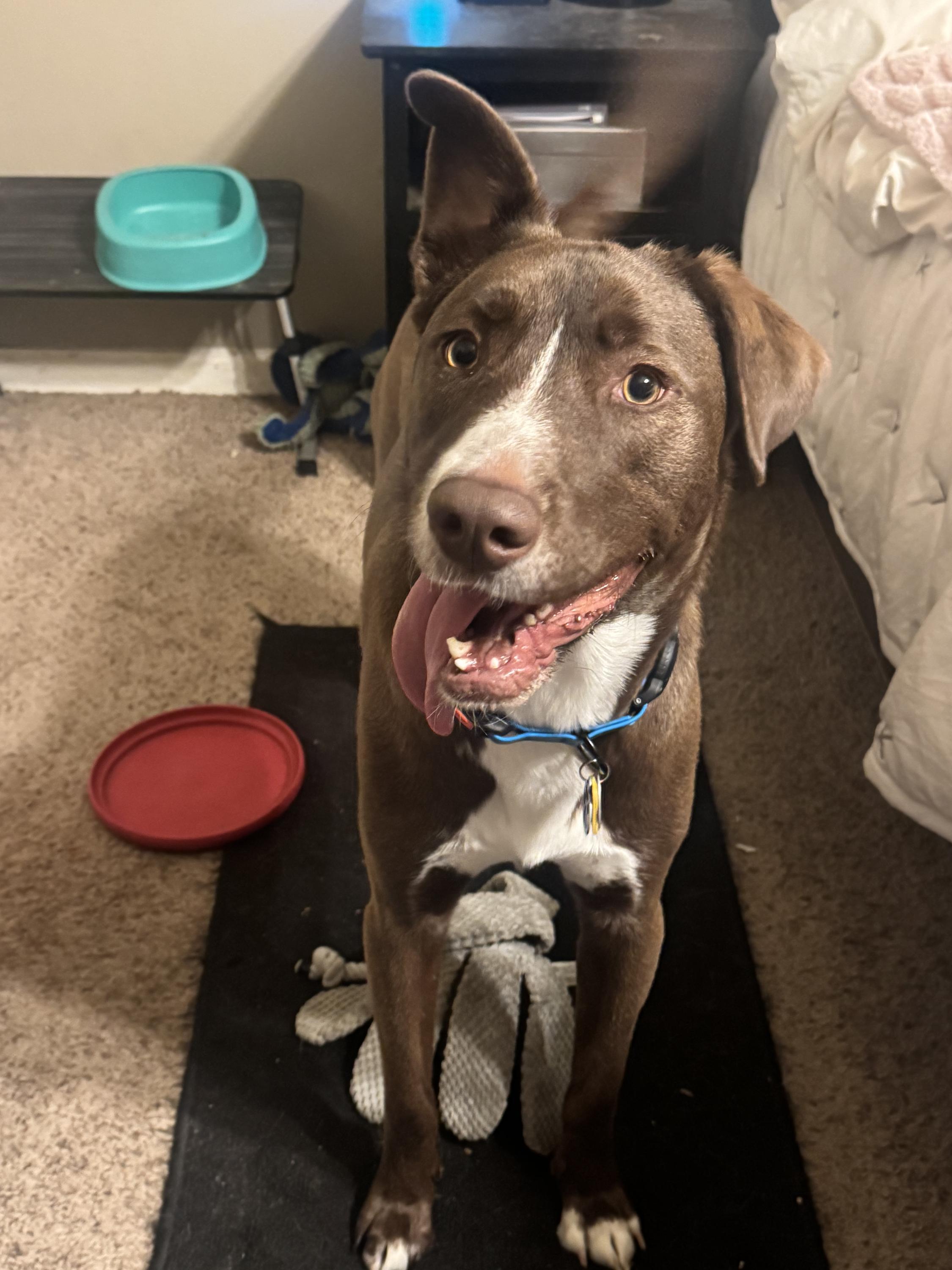 Egg, Adoptable, Puppy Male Mixed Breed & Husky.