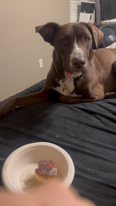 Enlarge Egg, a Adoptable mixed breed in Houston, TX video 5/6