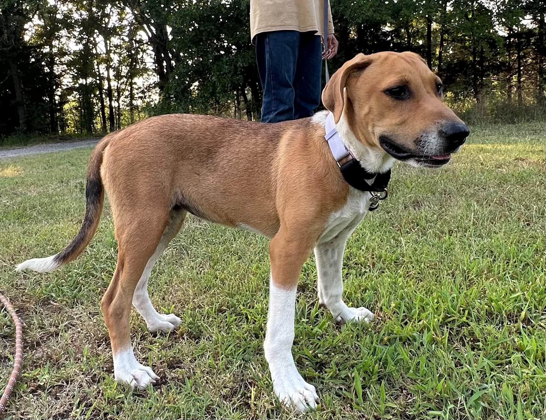 Clover, a ADOPTABLE Mixed Breed in Okemah, OK image 4/4