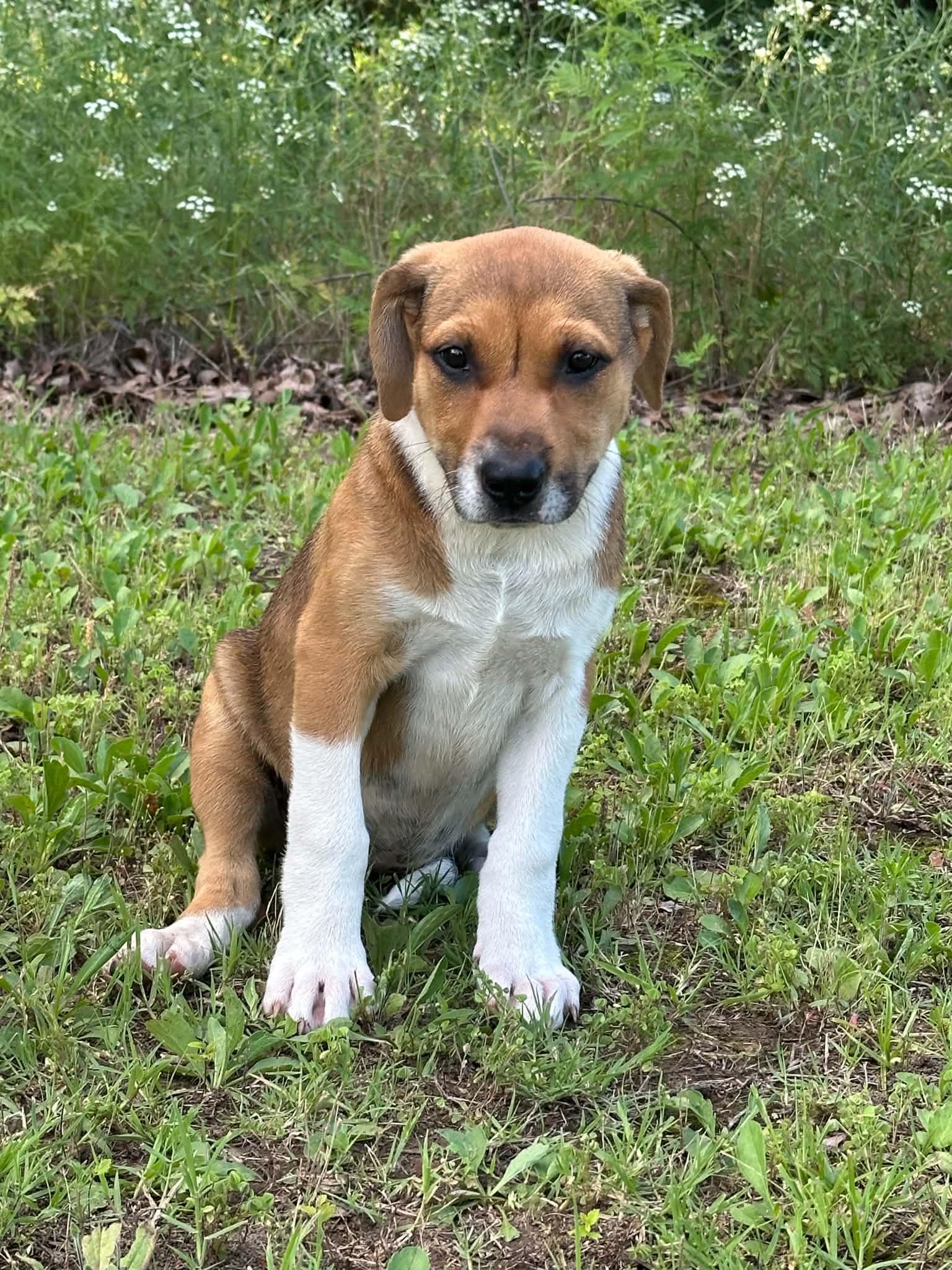 Enlarge Clover, a ADOPTABLE Mixed Breed in Okemah, OK image 1/1