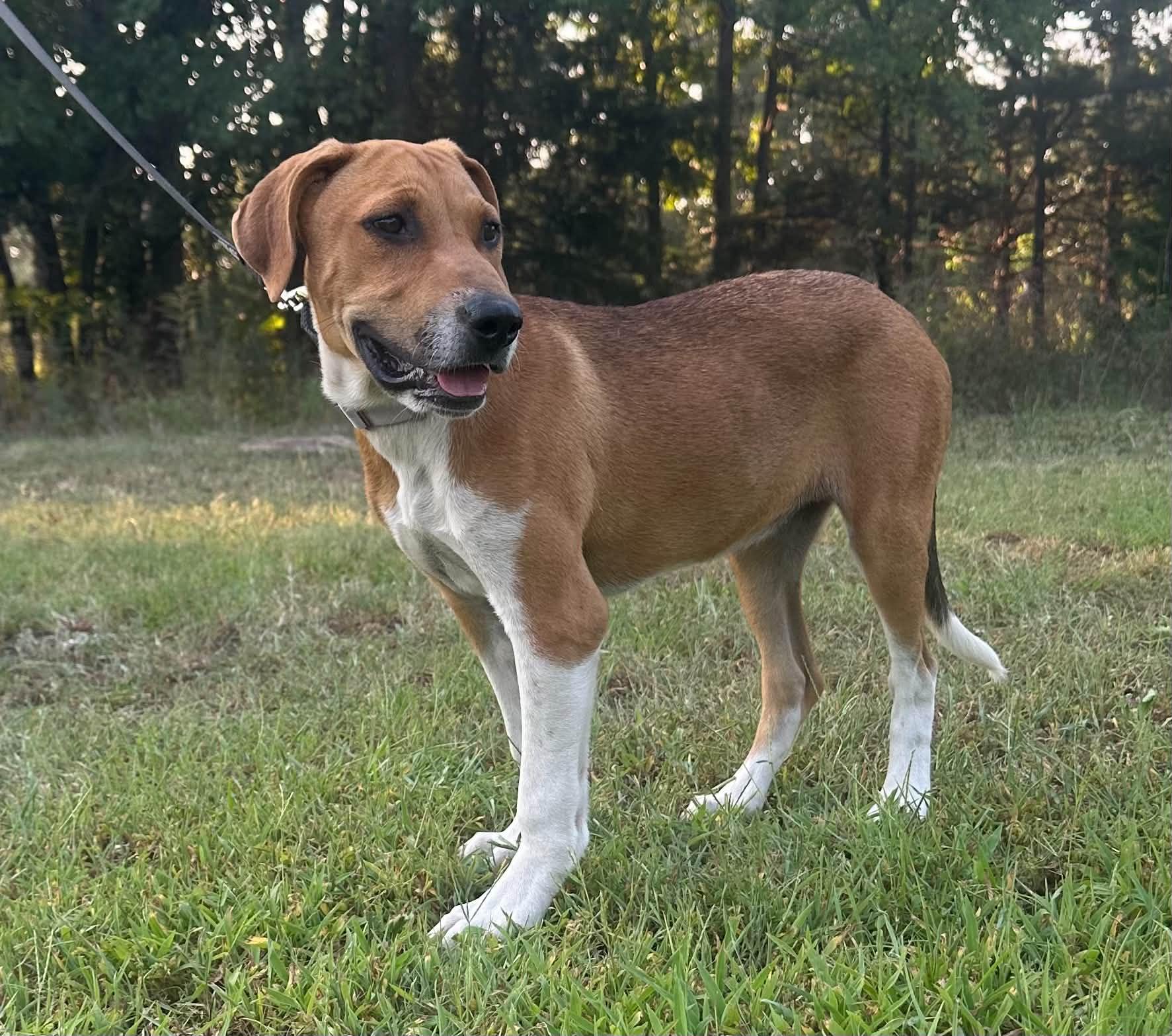 Clover, ADOPTABLE, Puppy Female Mixed Breed.