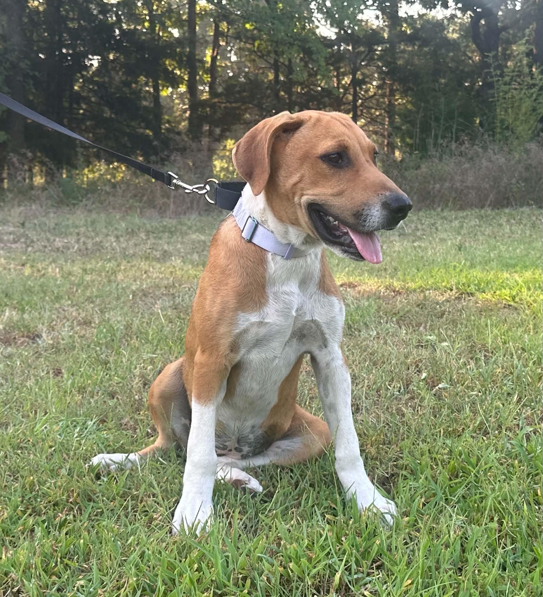 Clover, a ADOPTABLE Mixed Breed in Okemah, OK image 3/4