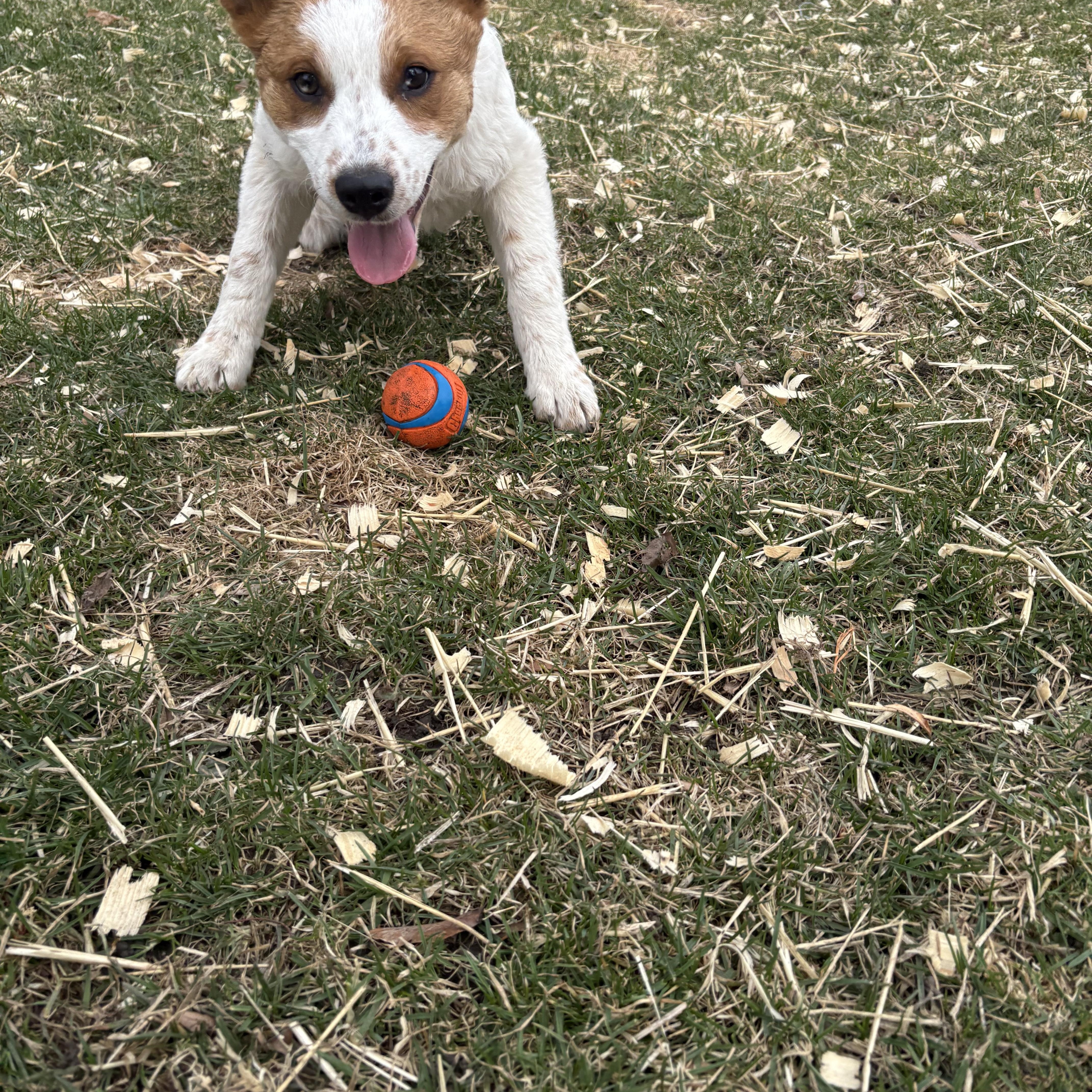 Enlarge Maple aka Nova. ADOPT PENDING, a ADOPTABLE mixed breed in Union Grove, WI image 3/4