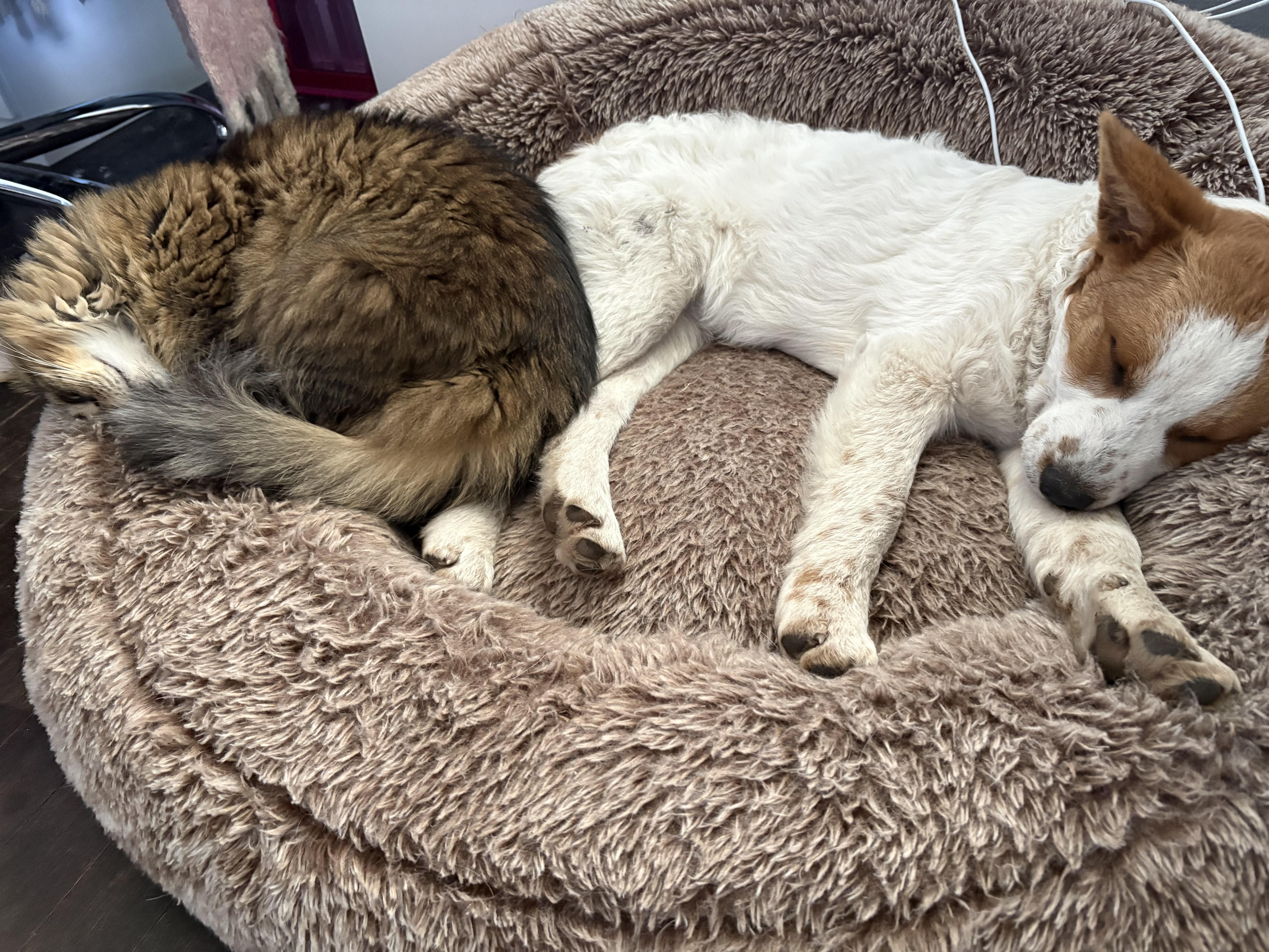 Enlarge Maple aka Nova. ADOPT PENDING, a ADOPTABLE mixed breed in Union Grove, WI image 4/4