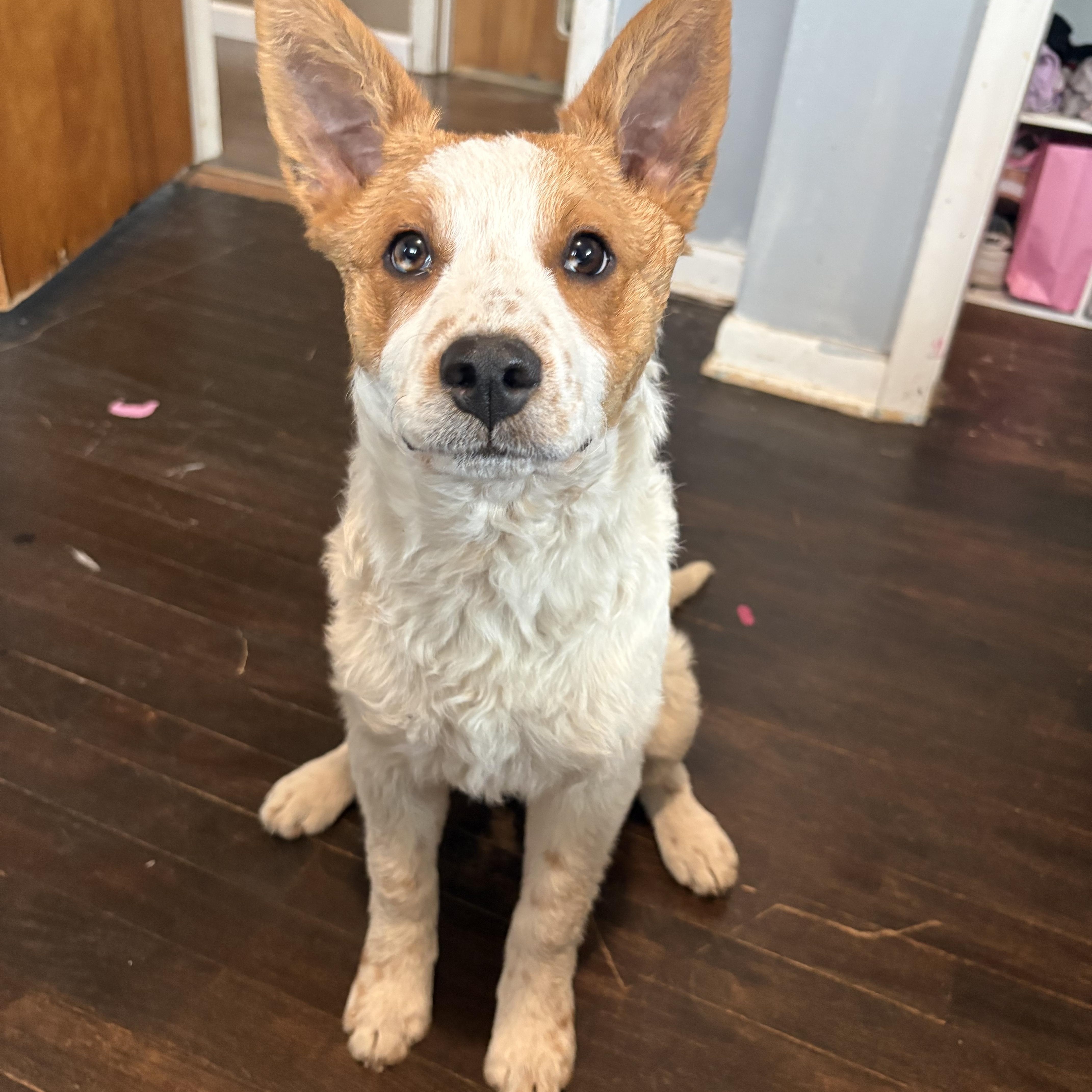 Maple aka Nova. ADOPT PENDING, ADOPTABLE, Puppy Male Australian Cattle Dog / Blue Heeler & Poodle.