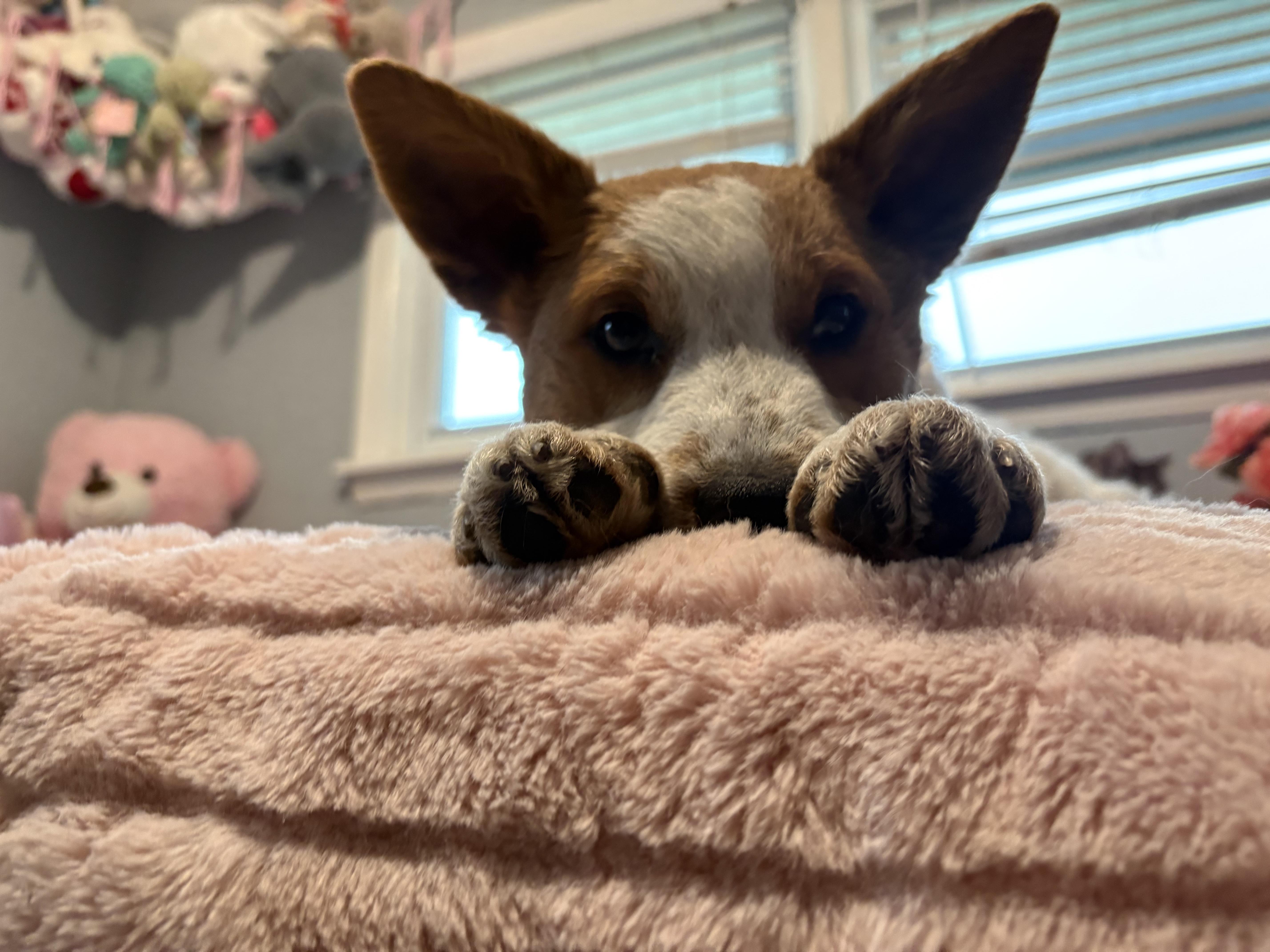 Enlarge Maple aka Nova. ADOPT PENDING, a ADOPTABLE mixed breed in Union Grove, WI image 2/4