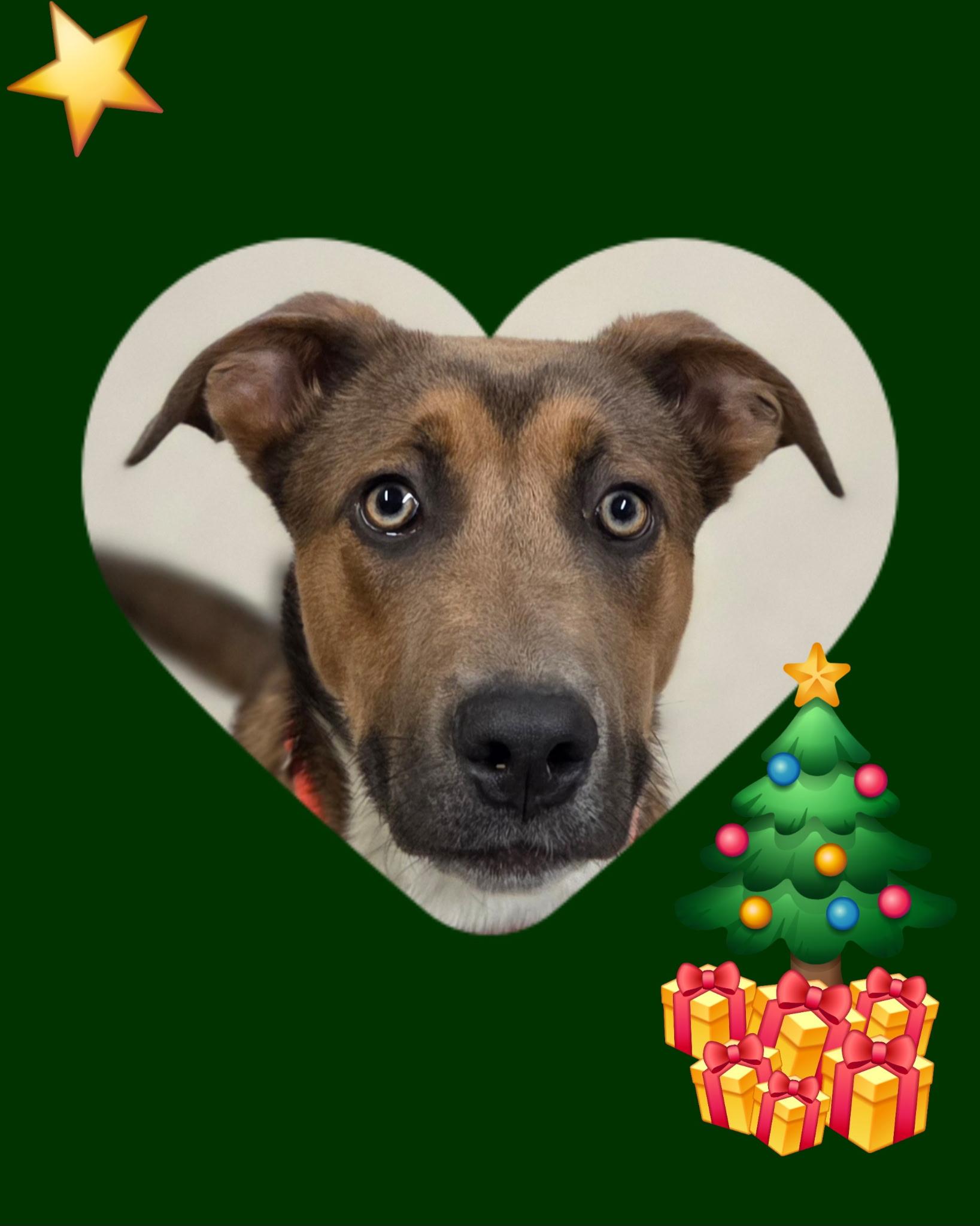 Enlarge Koda, a Adoptable mixed breed in Chardon, OH image 1/6