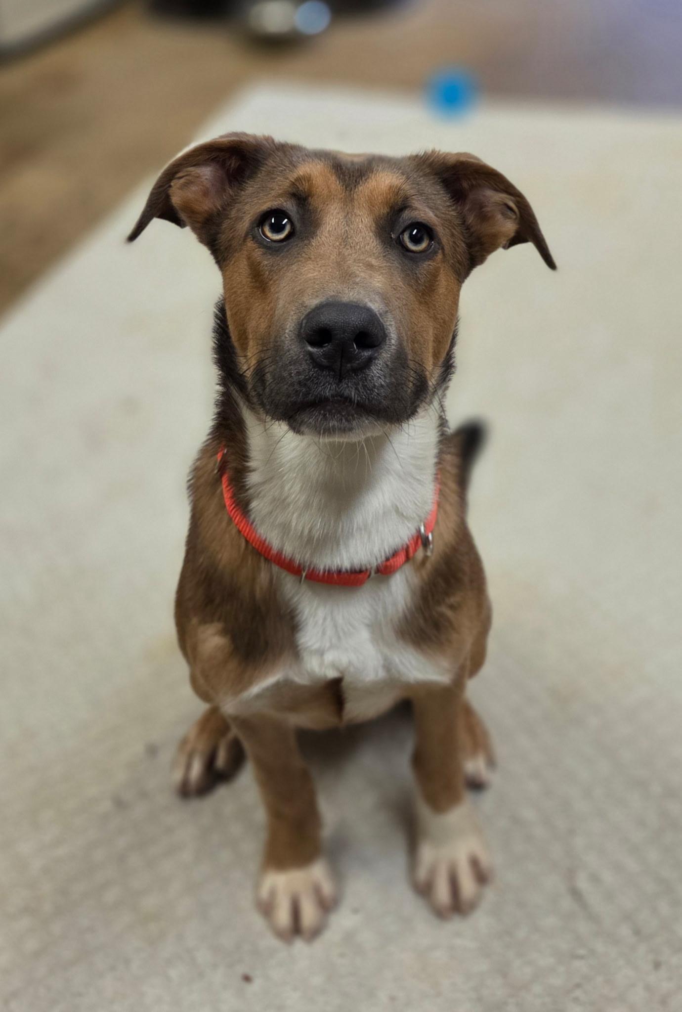 Enlarge Koda, a Adoptable mixed breed in Chardon, OH image 6/6