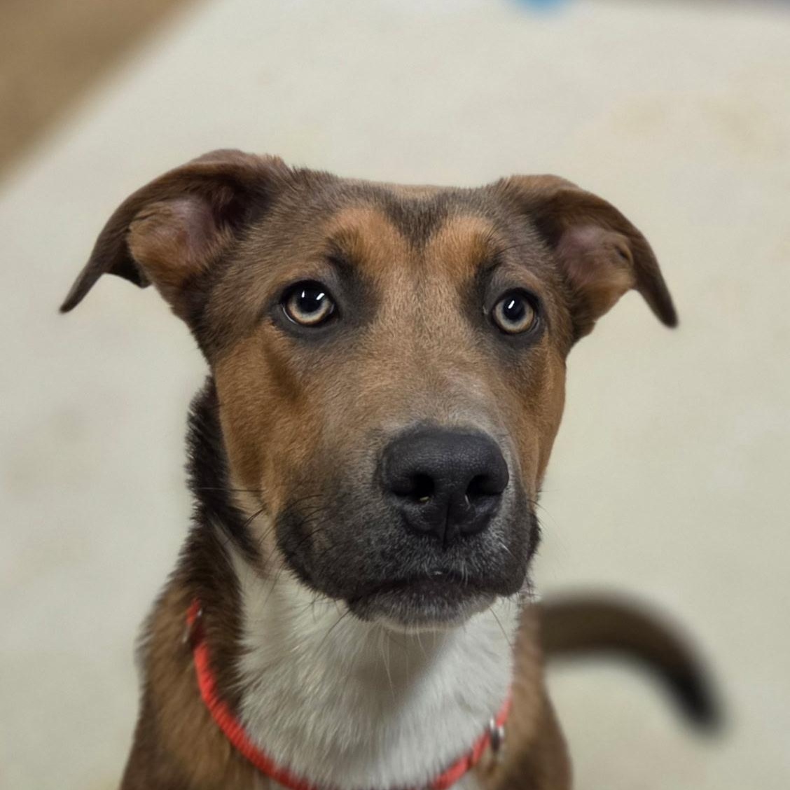 Koda, Adoptable, Young Male Mixed Breed.