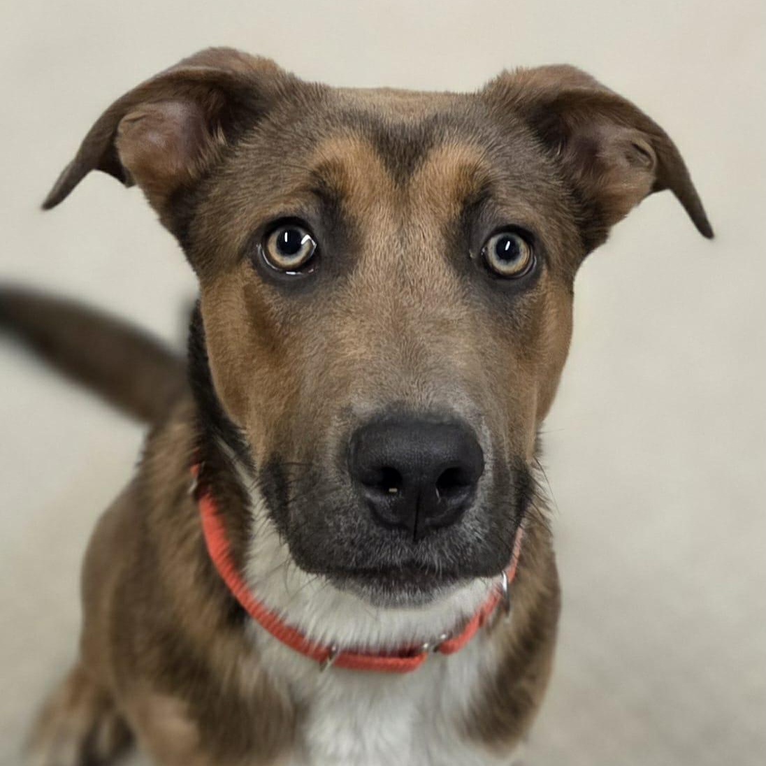 Koda, Adoptable, Young Male Mixed Breed.