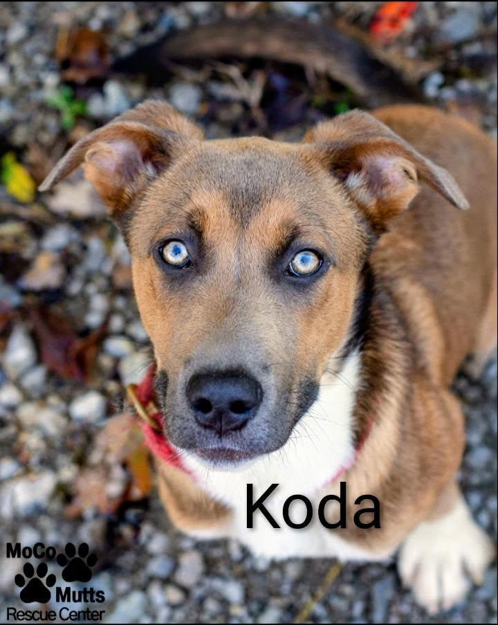 Enlarge Koda, a Adoptable mixed breed in Chardon, OH image 5/6