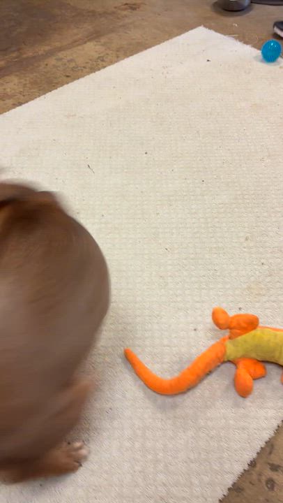 Enlarge Koda, a Adoptable mixed breed in Chardon, OH video 4/6