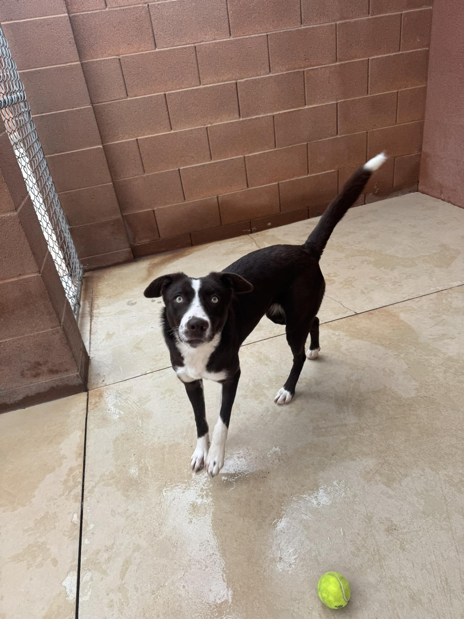 Brownie , ADOPTABLE, Young Female Border Collie.