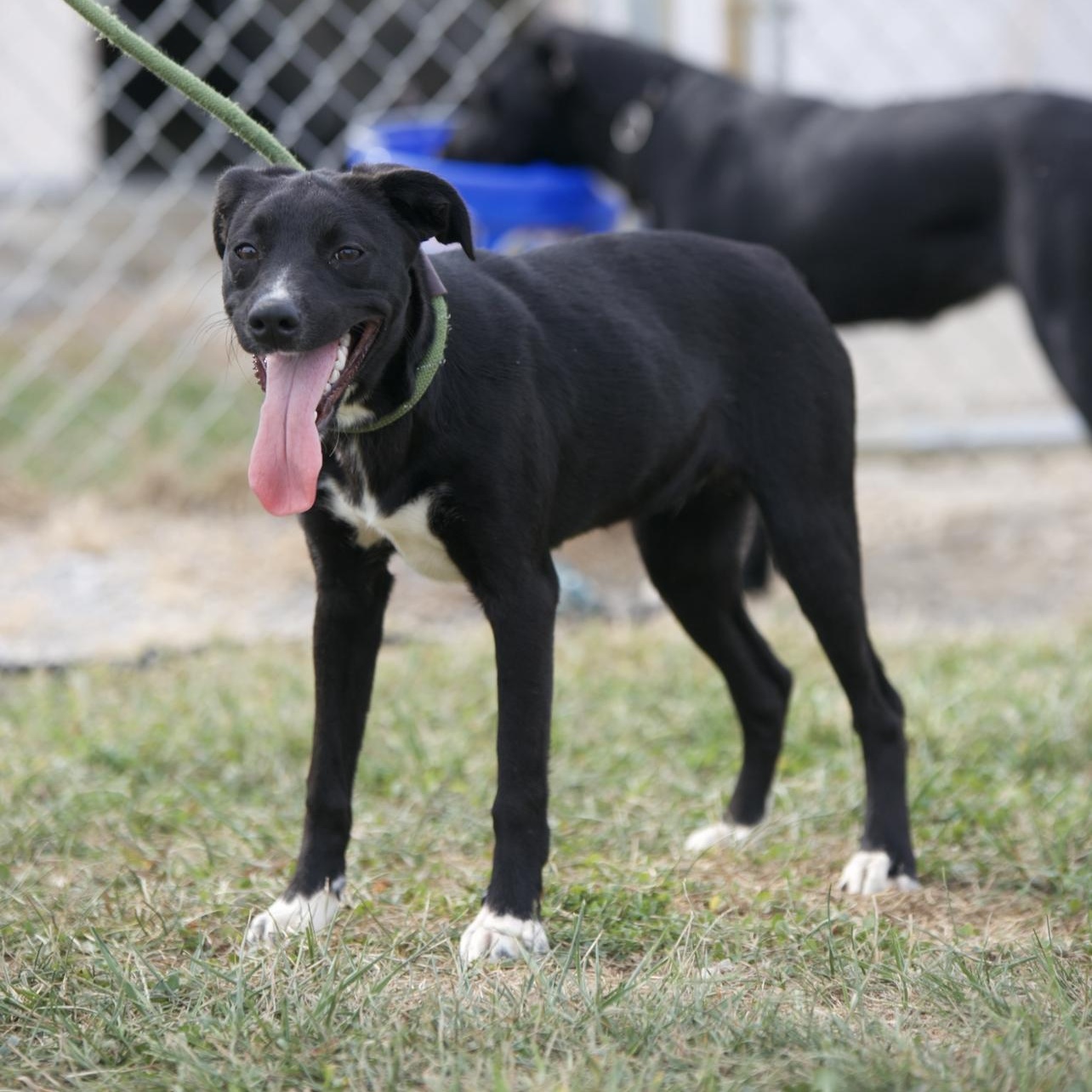 Enlarge Precious, a Adoptable mixed breed in Mount Sterling, KY image 3/3