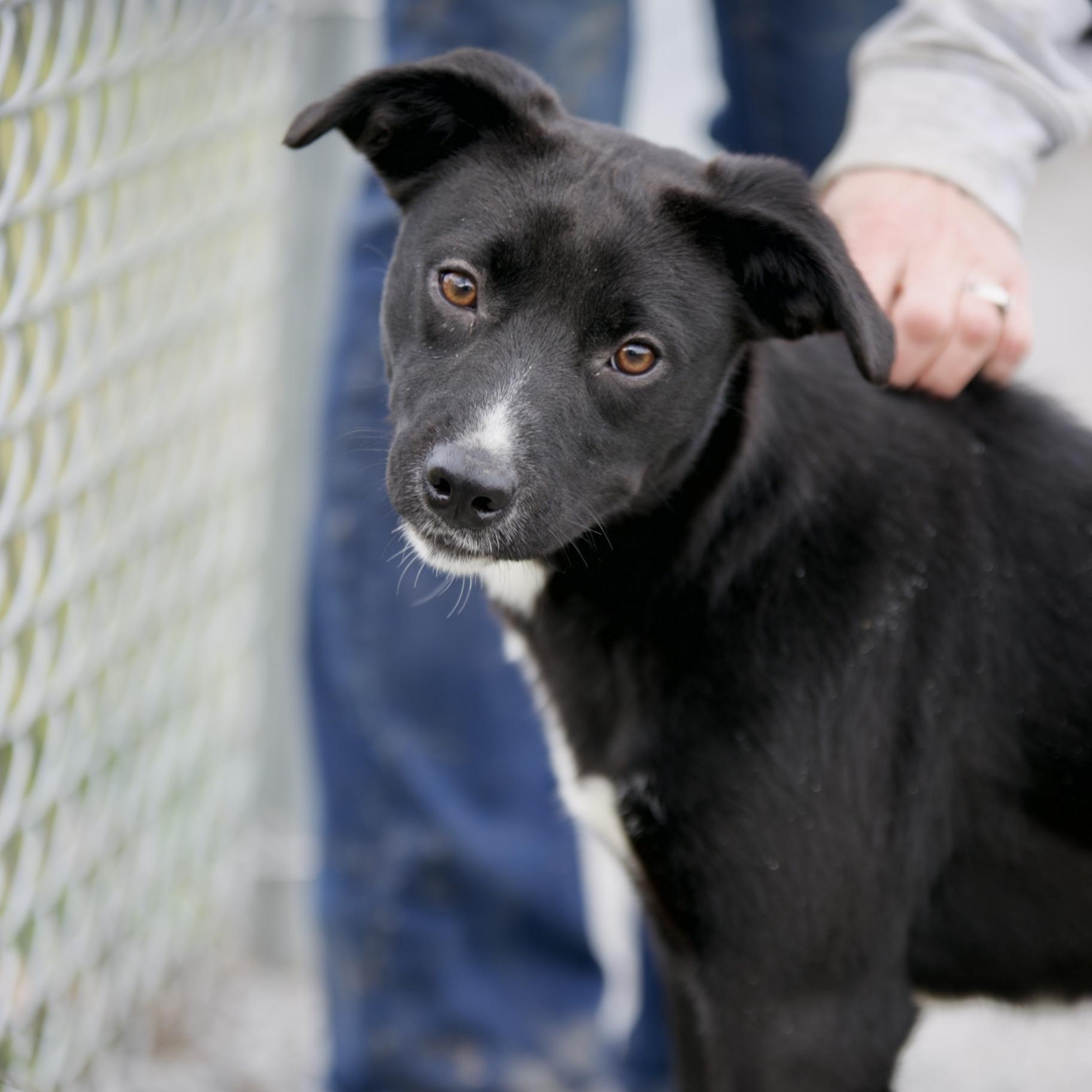 Precious, Adoptable, Young Female Black Labrador Retriever.