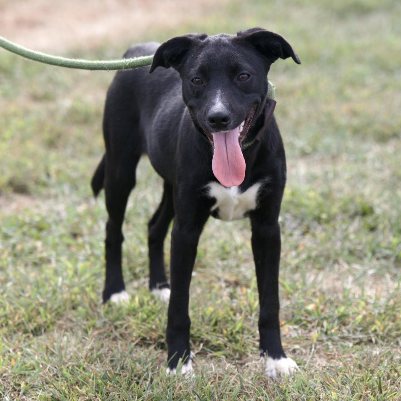 Precious, Adoptable, Young Female Black Labrador Retriever.