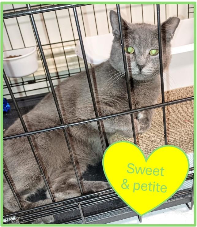 Grace, ADOPTABLE, Young Female Domestic Short Hair.