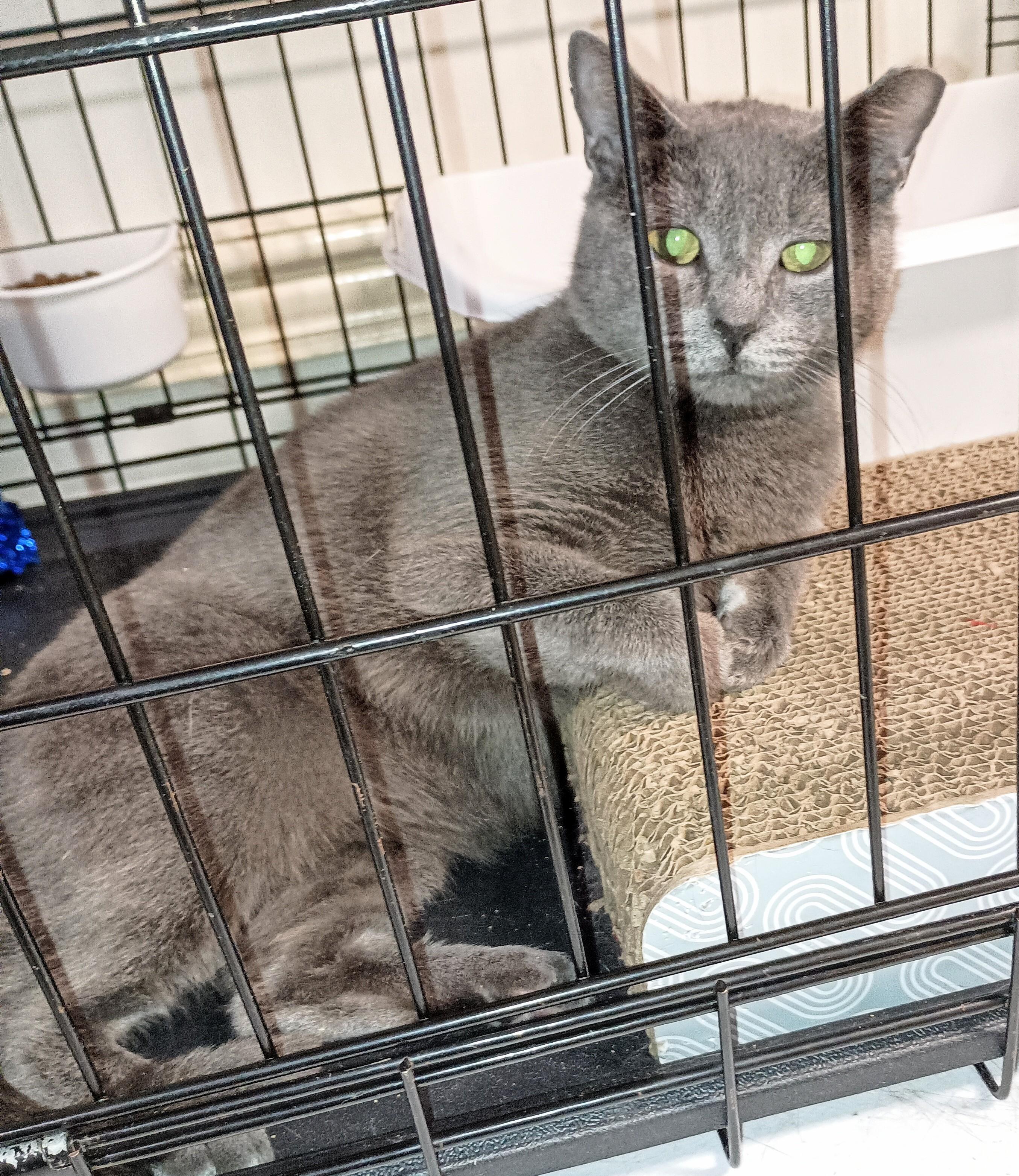 Enlarge Grace, a ADOPTABLE Domestic Short Hair in Ridgeland, MS image 4/5