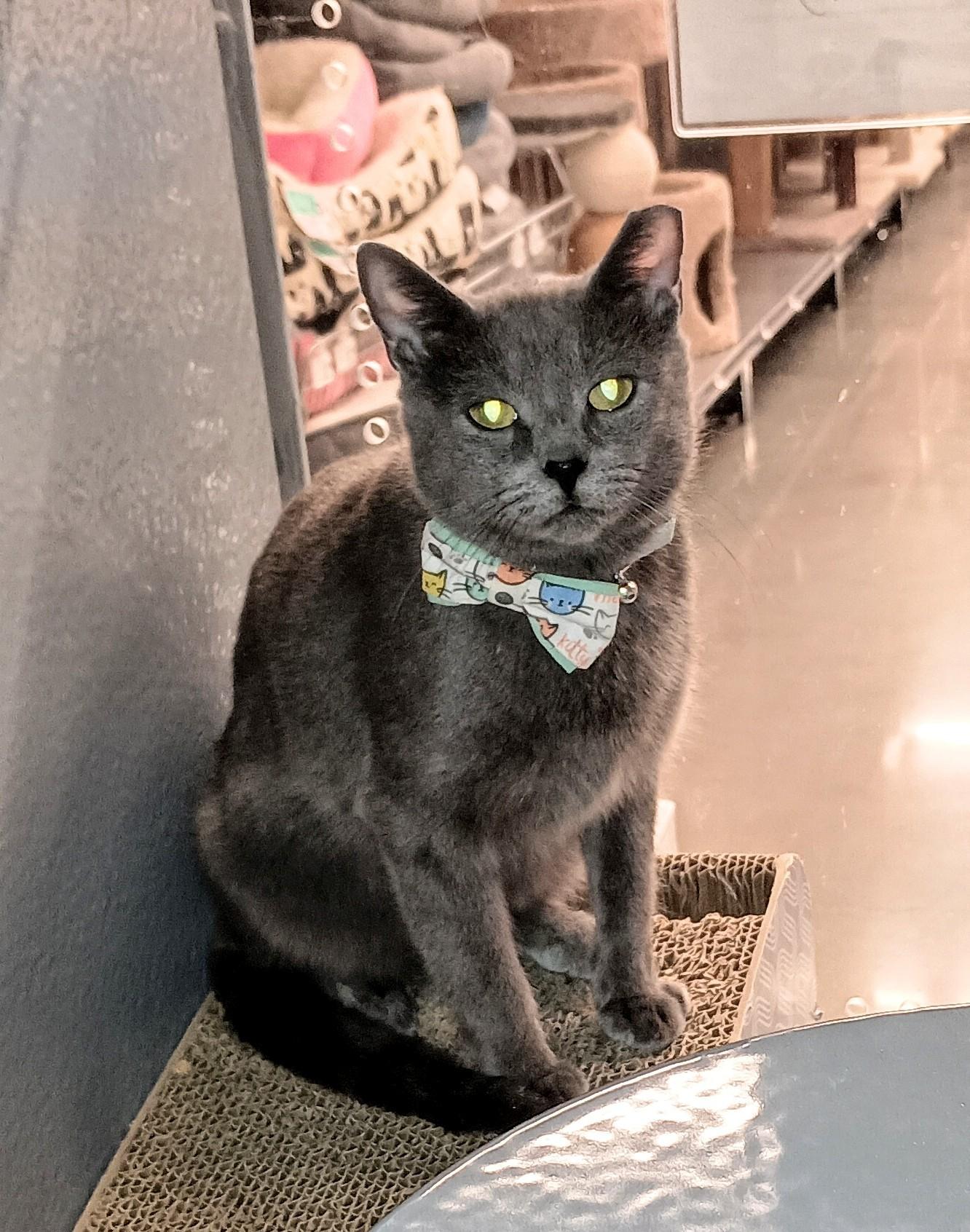 Enlarge Grace, a ADOPTABLE Domestic Short Hair in Ridgeland, MS image 2/5