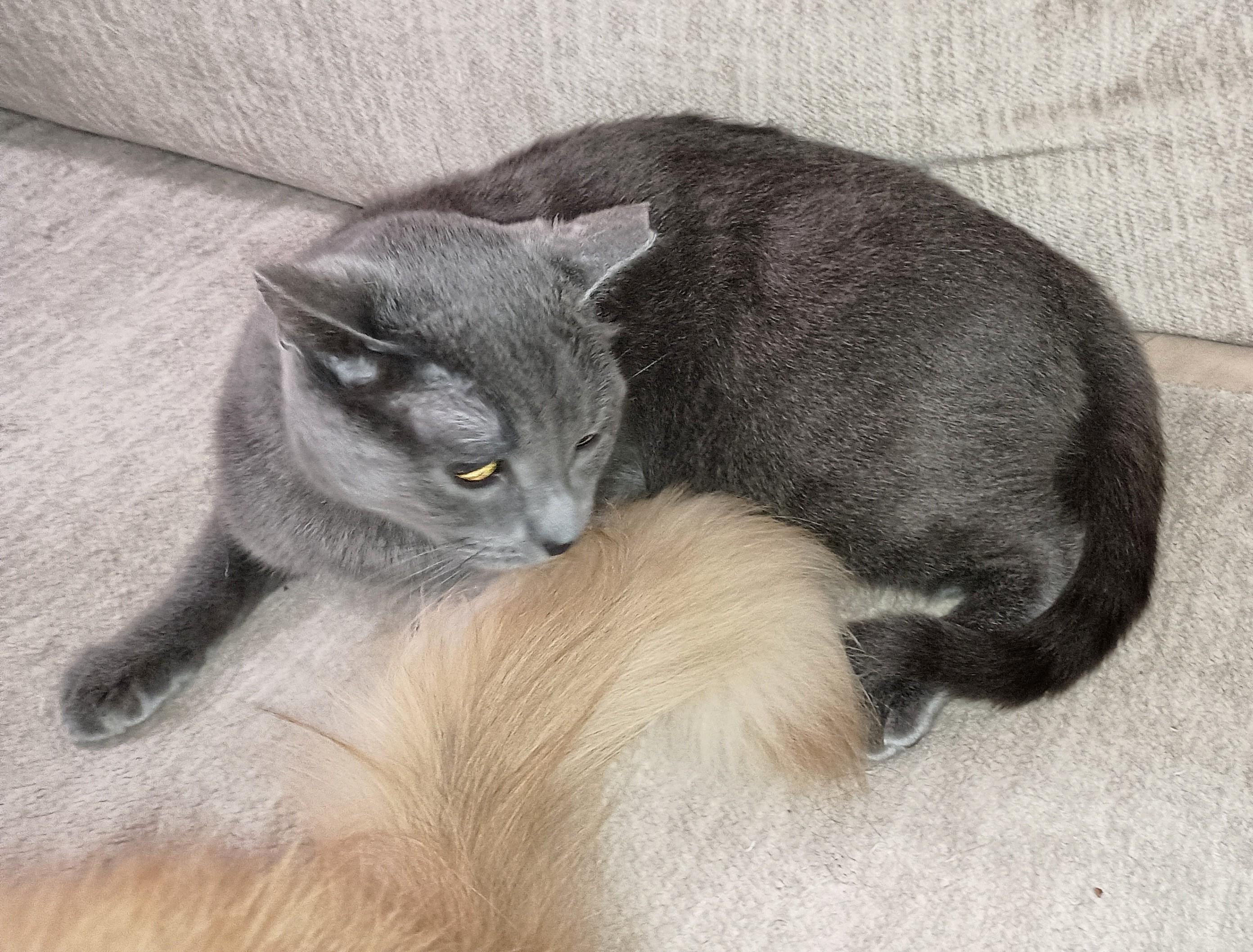 Enlarge Grace, a ADOPTABLE Domestic Short Hair in Ridgeland, MS image 5/5