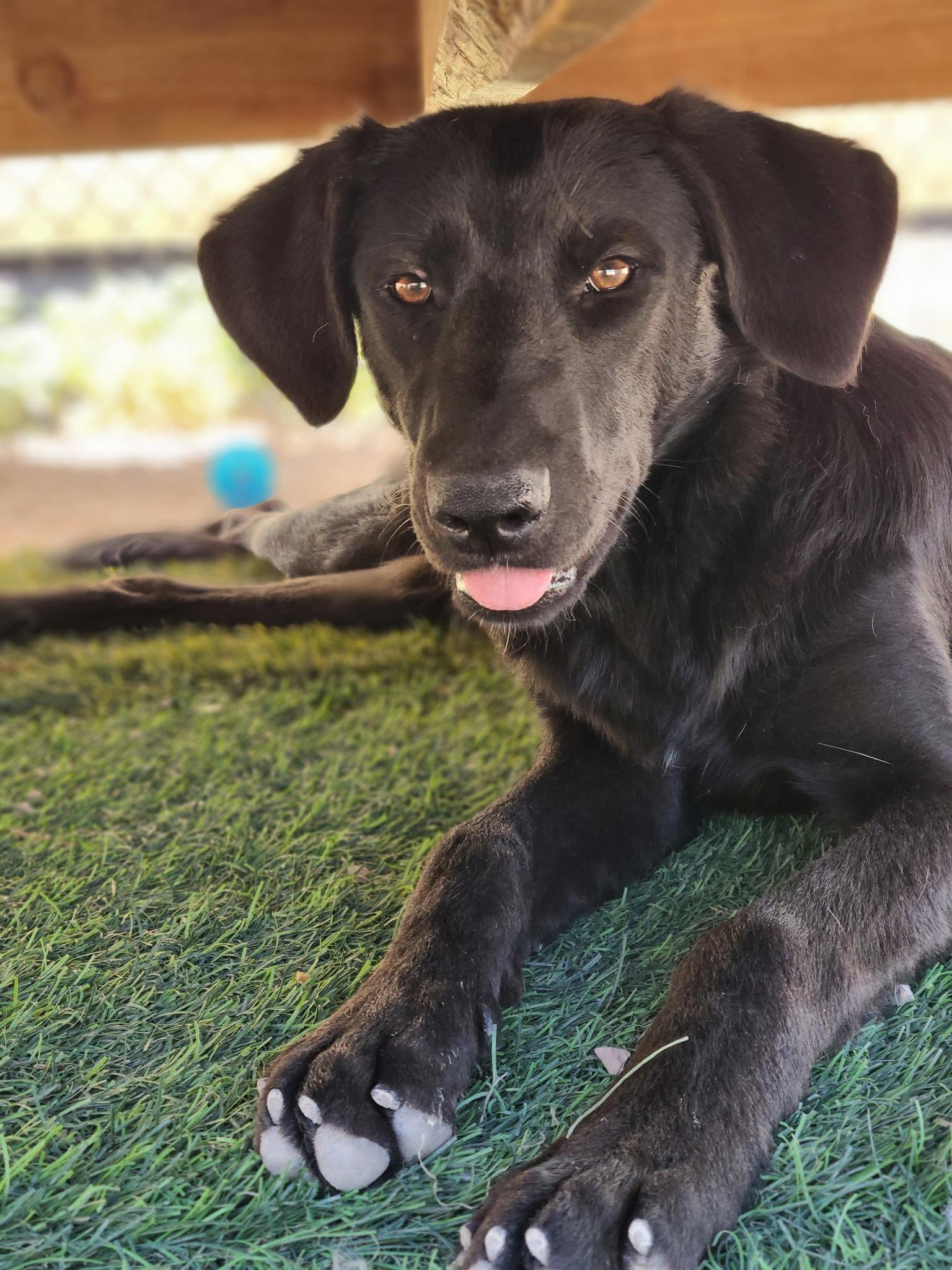 Mila, a Adoptable mixed breed in La Verkin, UT image 3/3