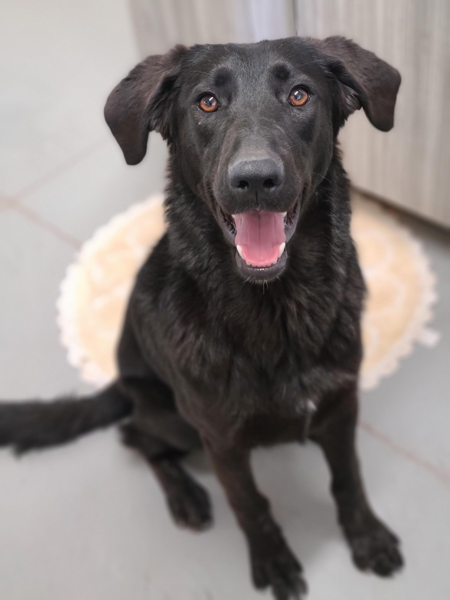Mila, Adoptable, Young Female Black Labrador Retriever.