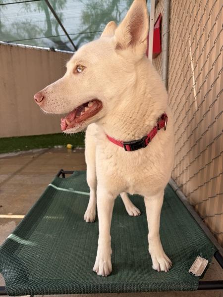Enlarge Troy, a Adoptable mixed breed in San Diego, CA image 1/1