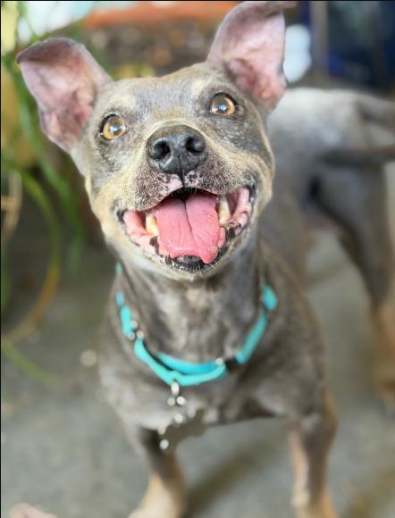 Mattie, Adoptable, Senior Female Jack Russell Terrier & French Bulldog.