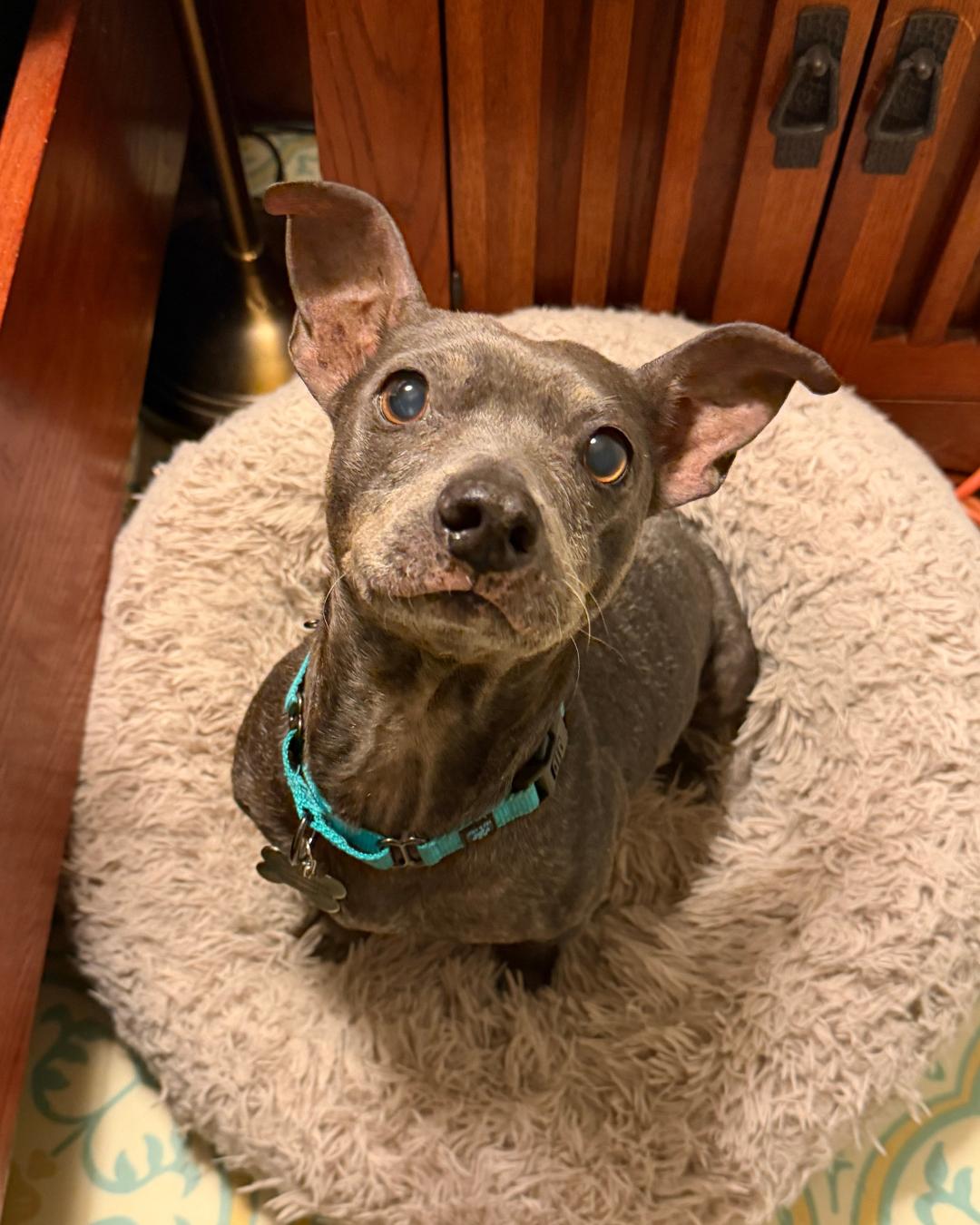 Enlarge Mattie, a Adoptable Jack Russell Terrier in Long Beach, CA image 1/1